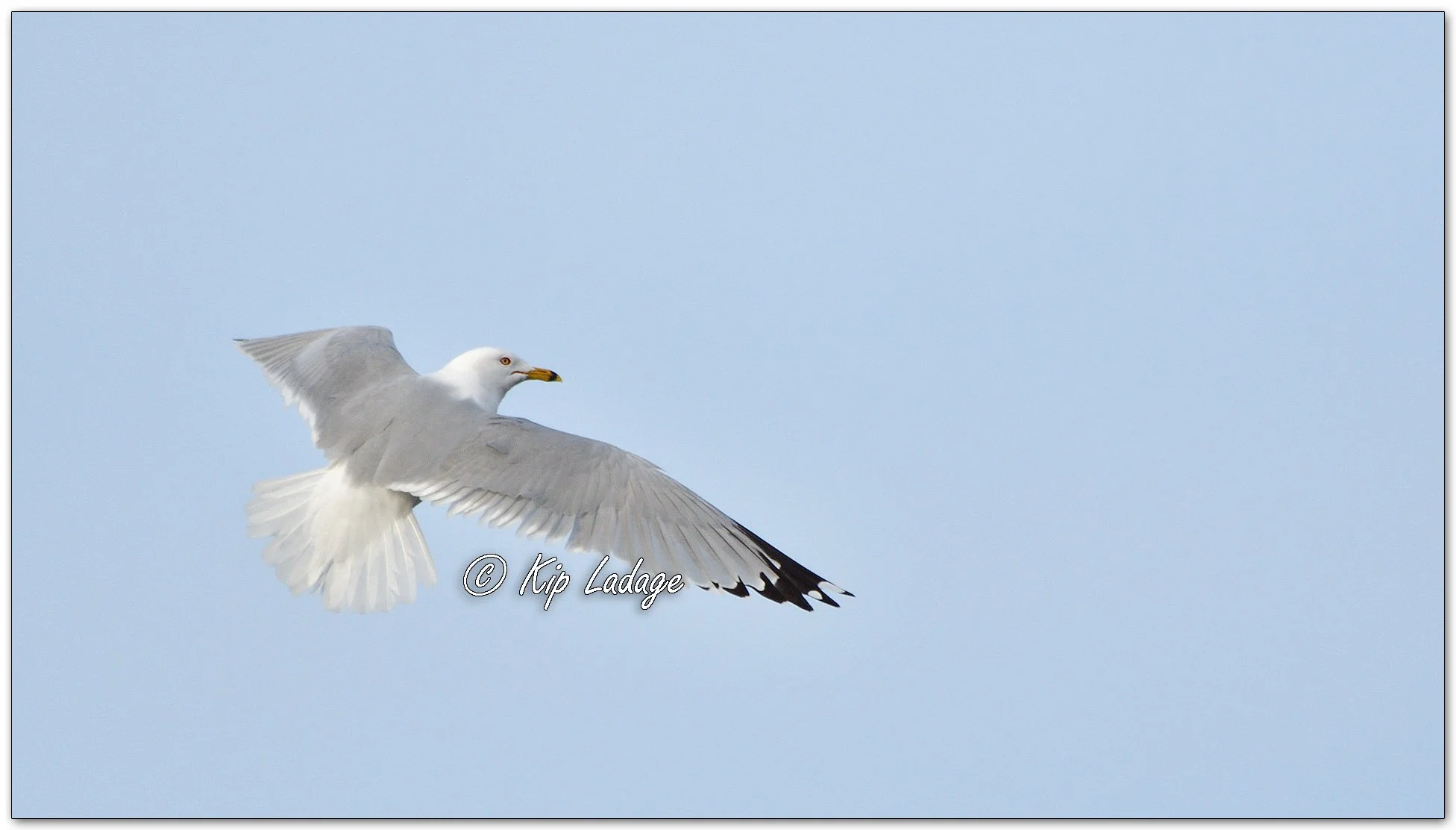 Ring-billed Gull - Image 1073651