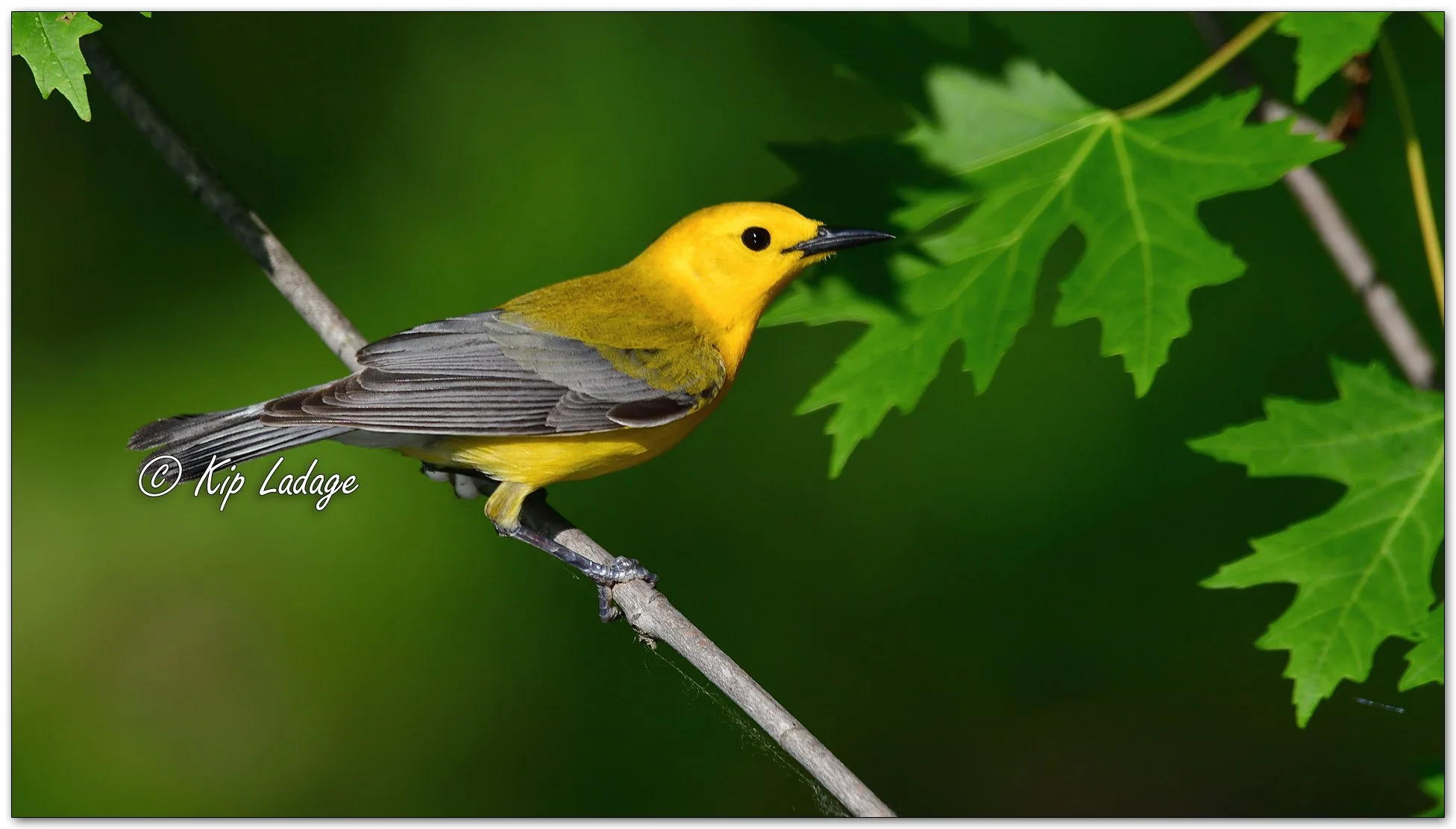 Prothonotary Warbler - Image 985097