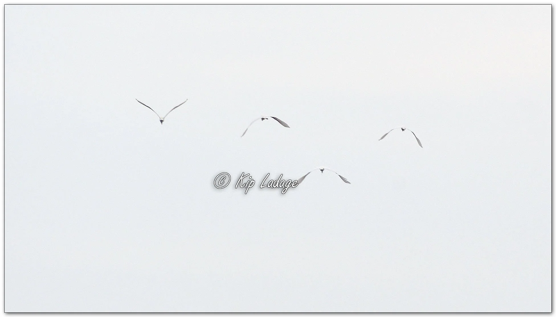 Great Egrets in Flight - Image 1088669