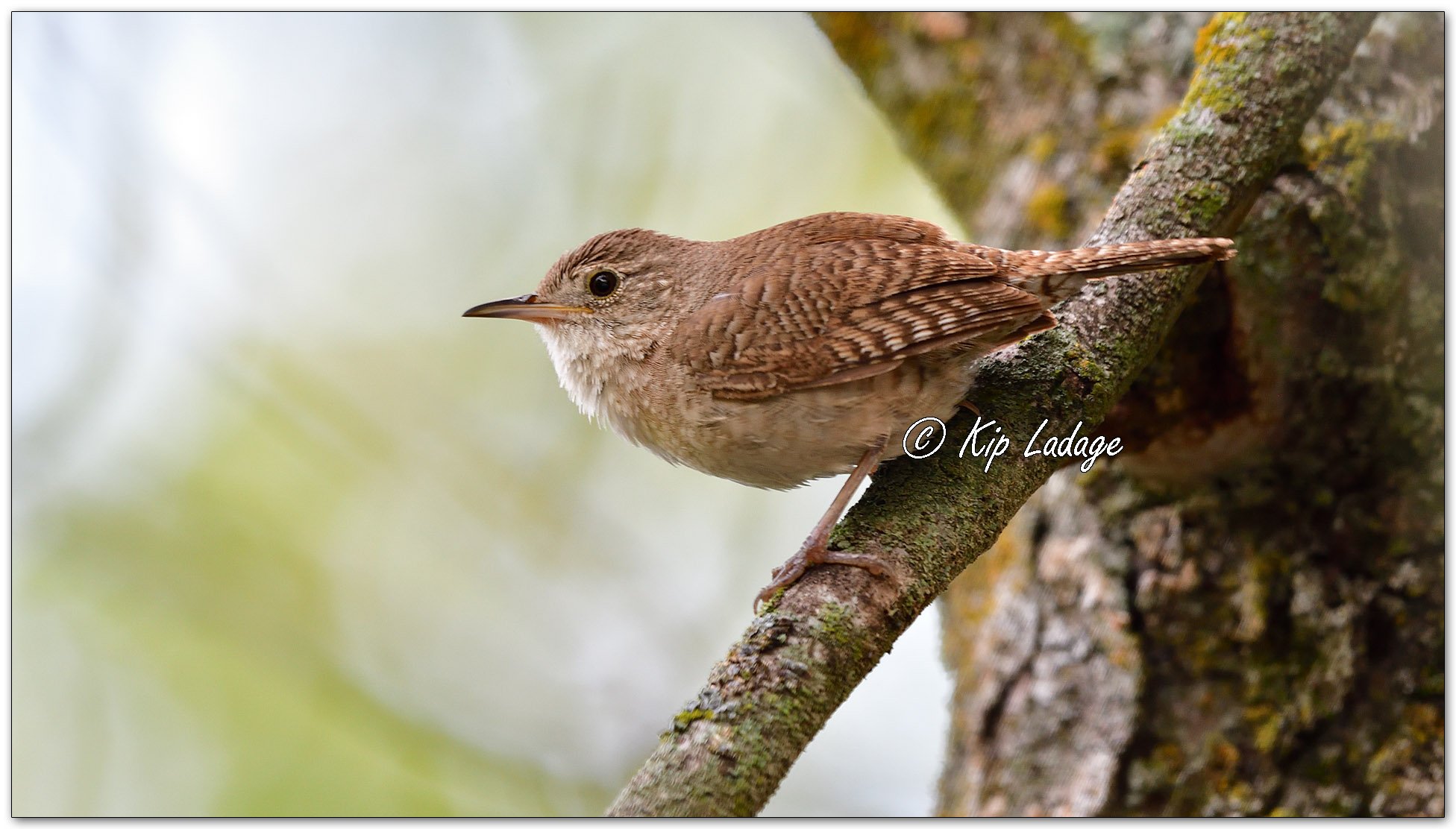 Northern House Wren - Image 1125412