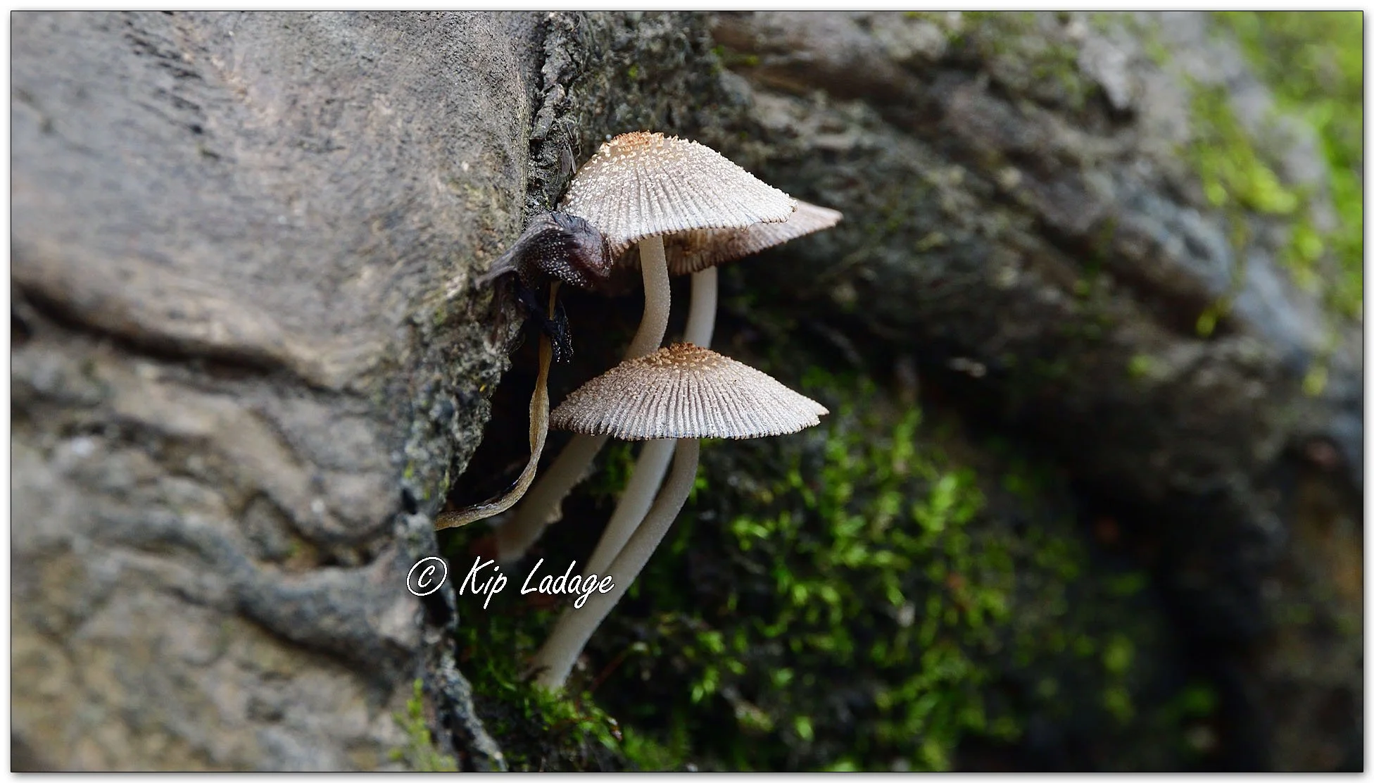 Firerug Inkcap - Image 1168102