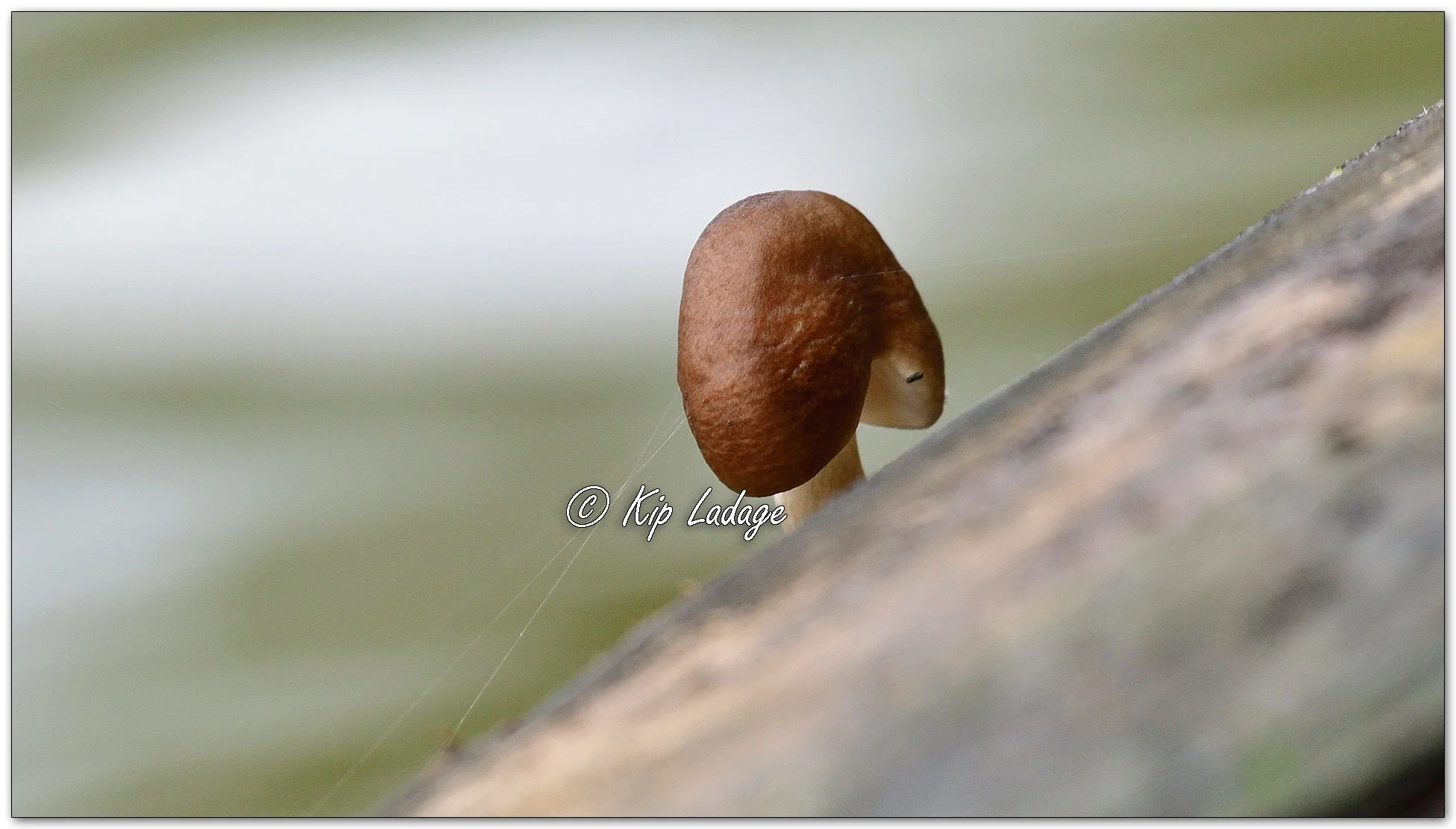 Deer Mushroom - Image 1134214