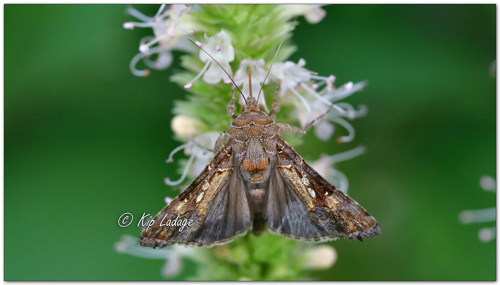 Soybean Looper Moth - Image 1142960