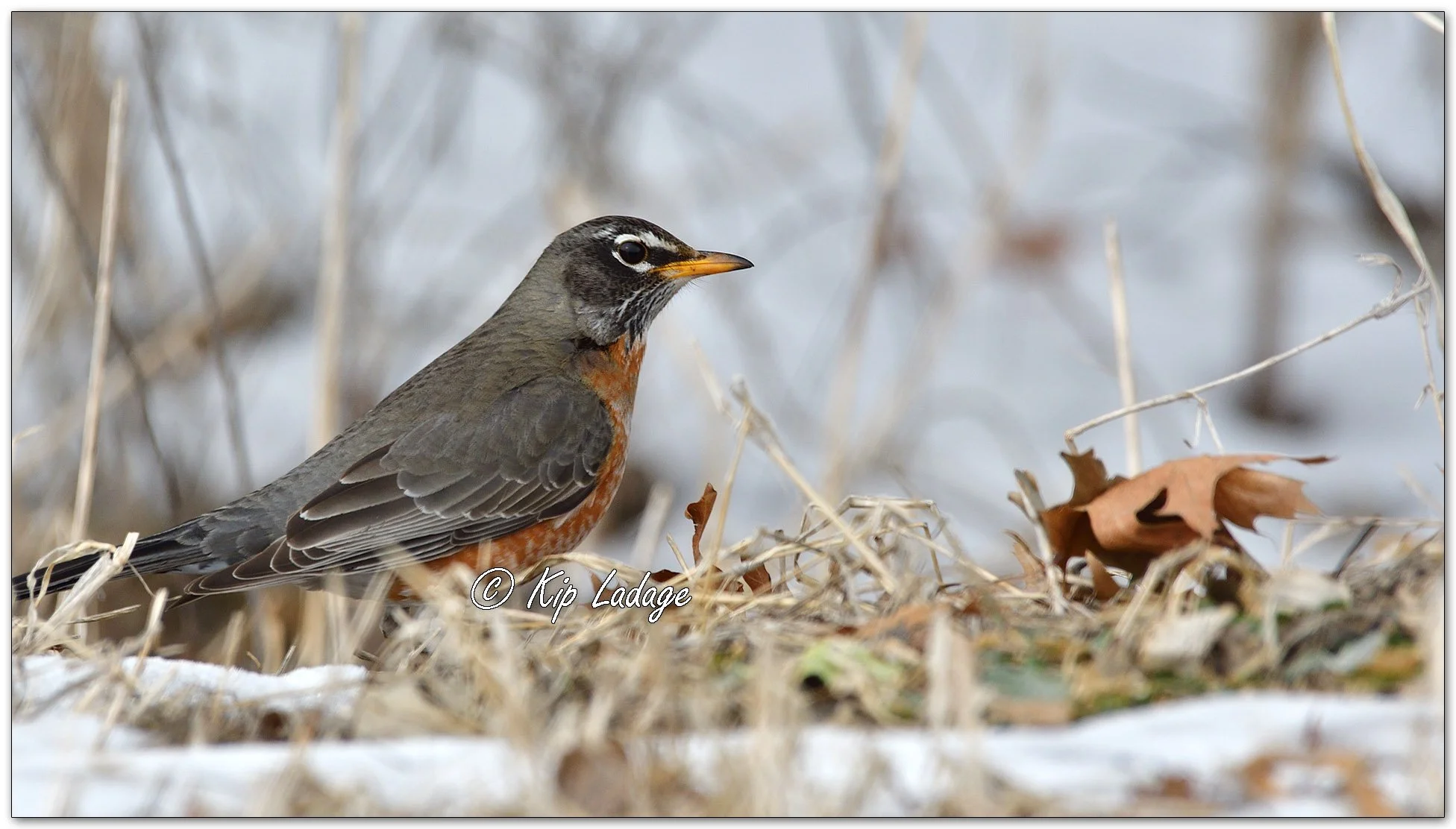 American Robin - Image 1066901