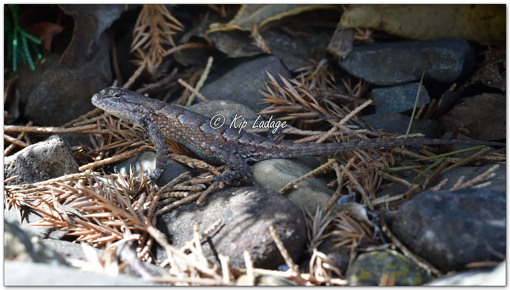 Eastern Fence Lizard - Image 1166604