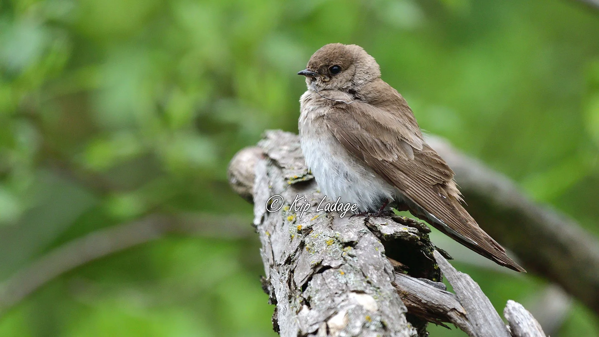 Rough-winged Swallow - Image 1099276