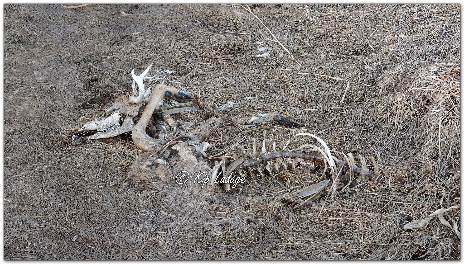 Whitetail Deer Skeleton - Image 1064426