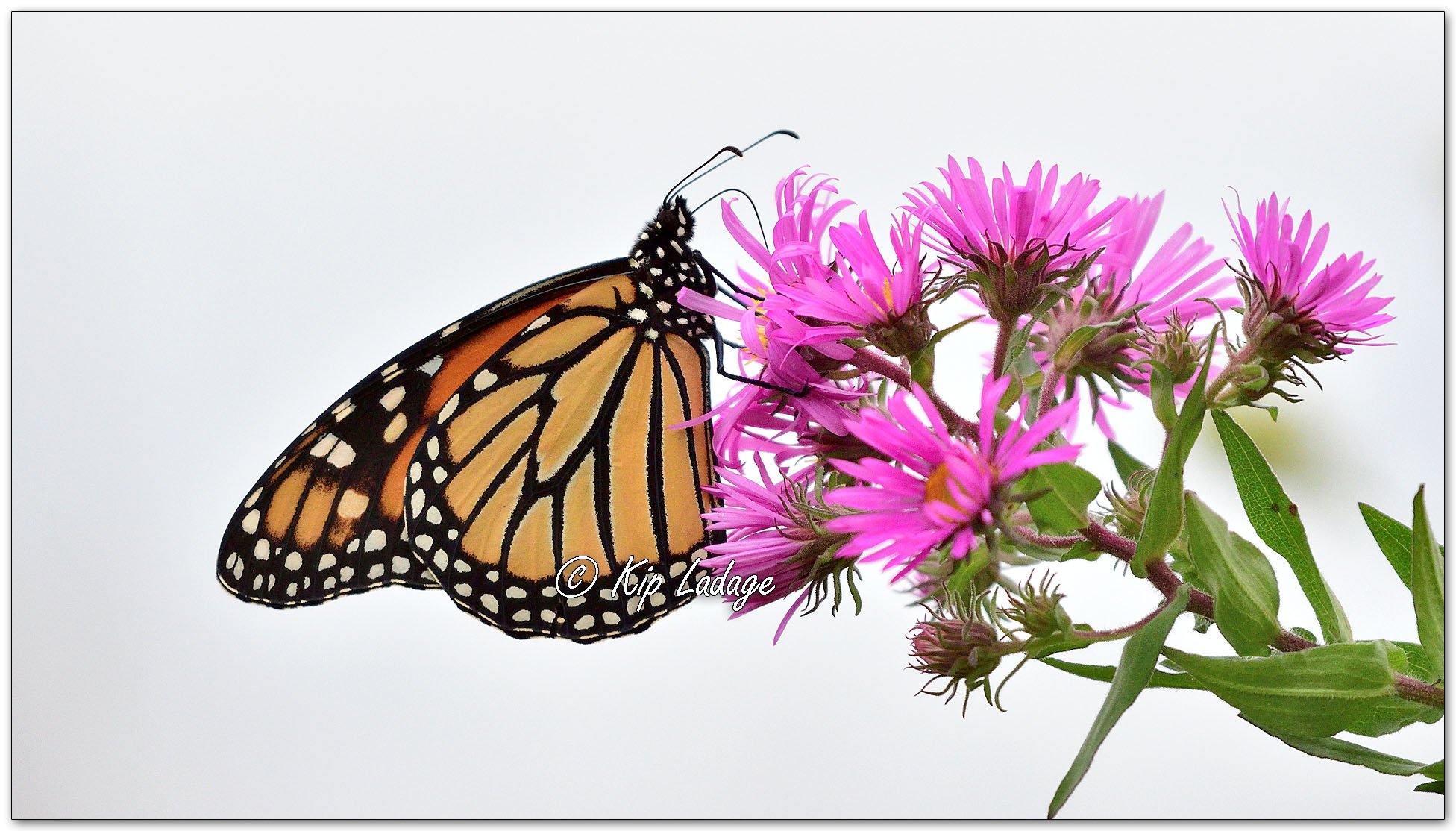 Monarch Butterfly on New England Aster - Image 1150793