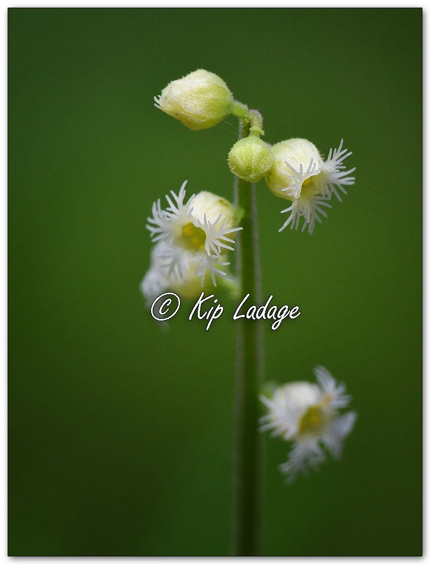 Miterwort - Image 1089954