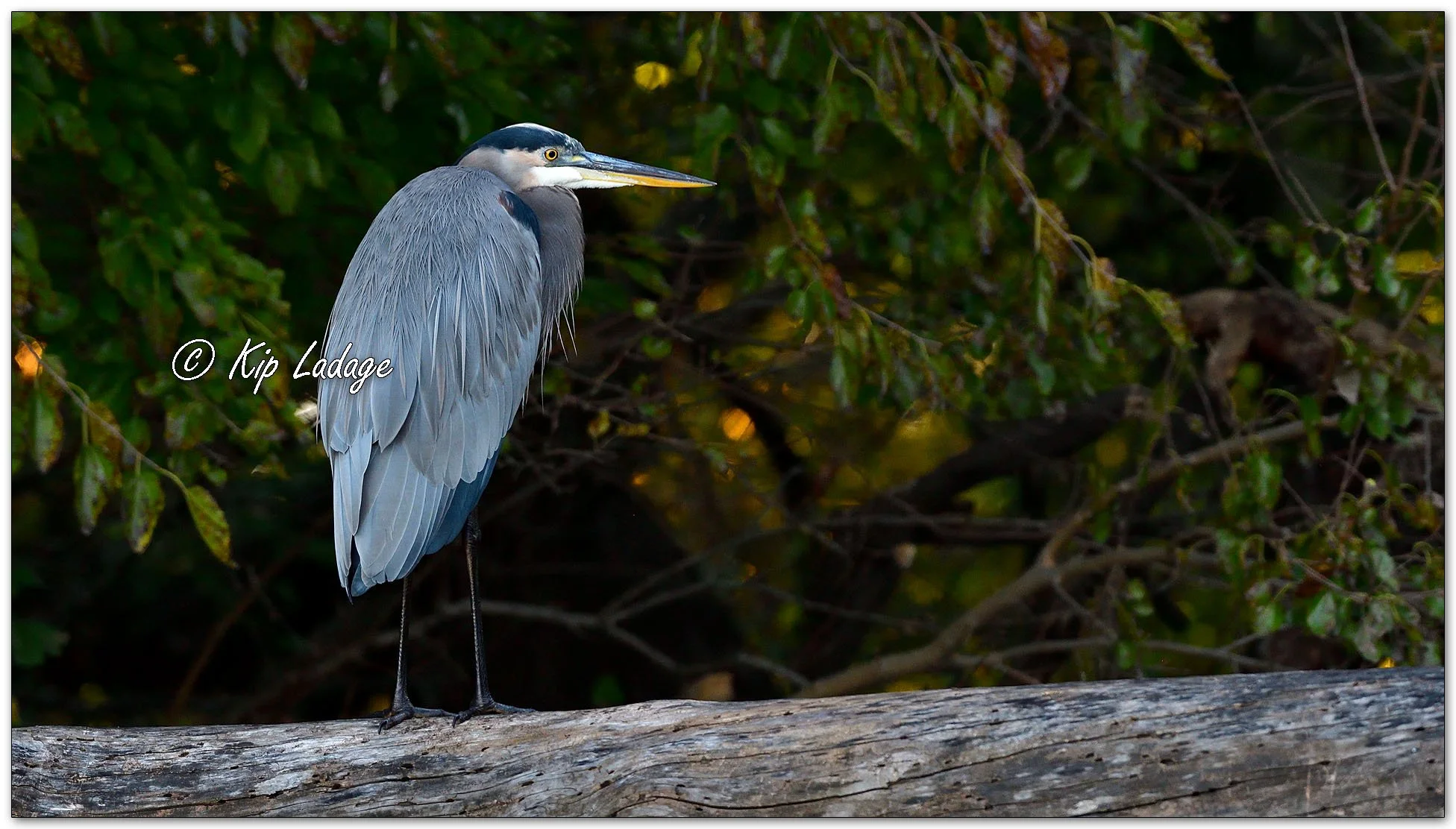 Great Blue Heron - Image 1160576