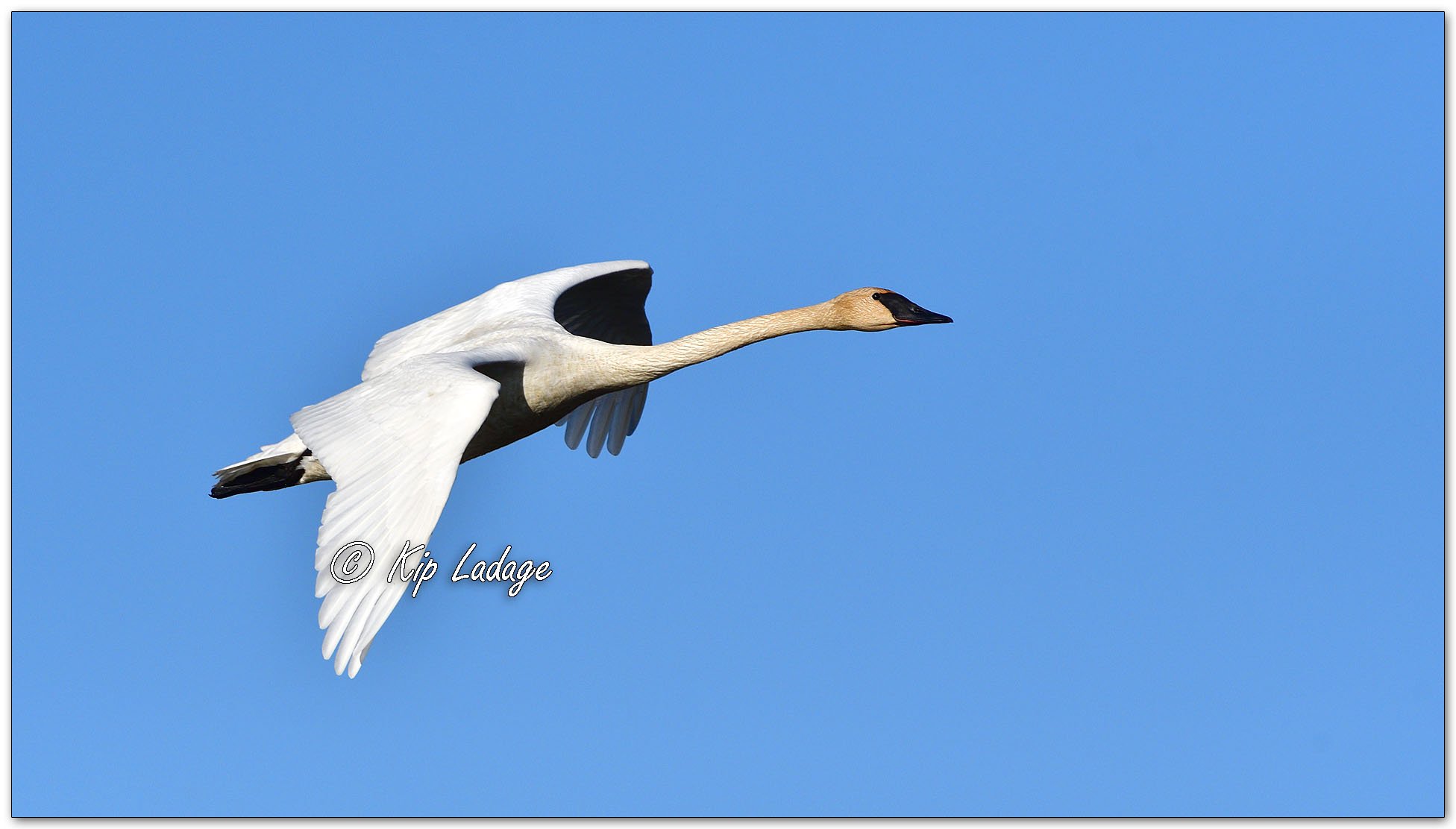 Trumpeter Swan - Image 1071943