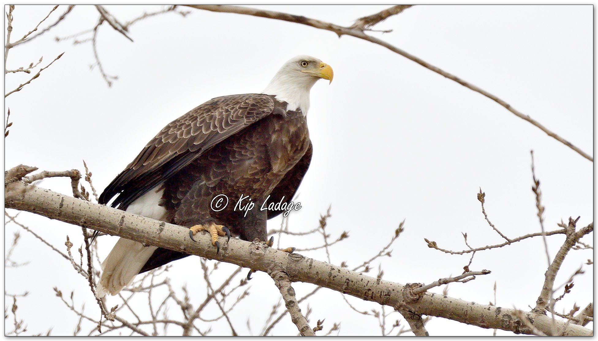 Adult Bald Eagle - Image 1063690