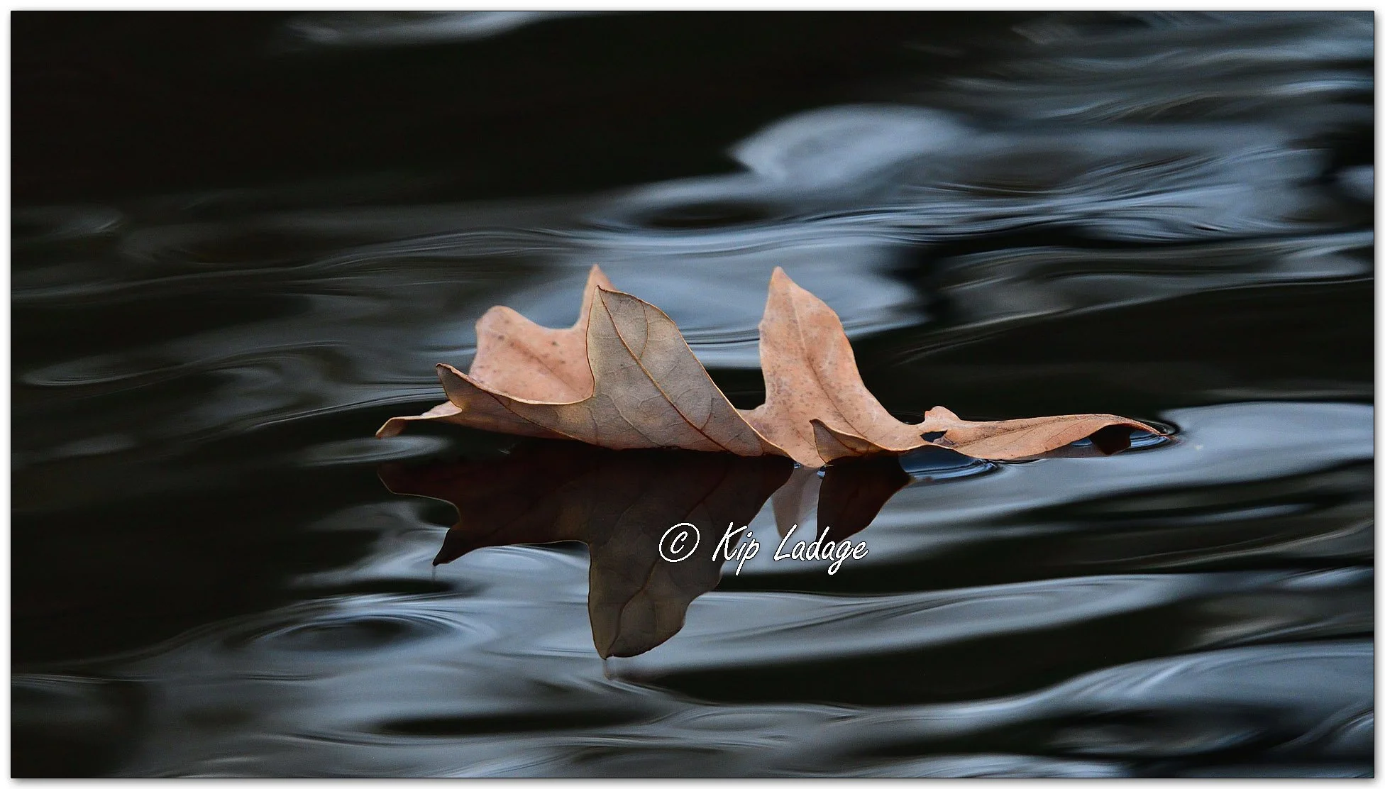 Autumn Oak Leaf on Water - Image 1167831