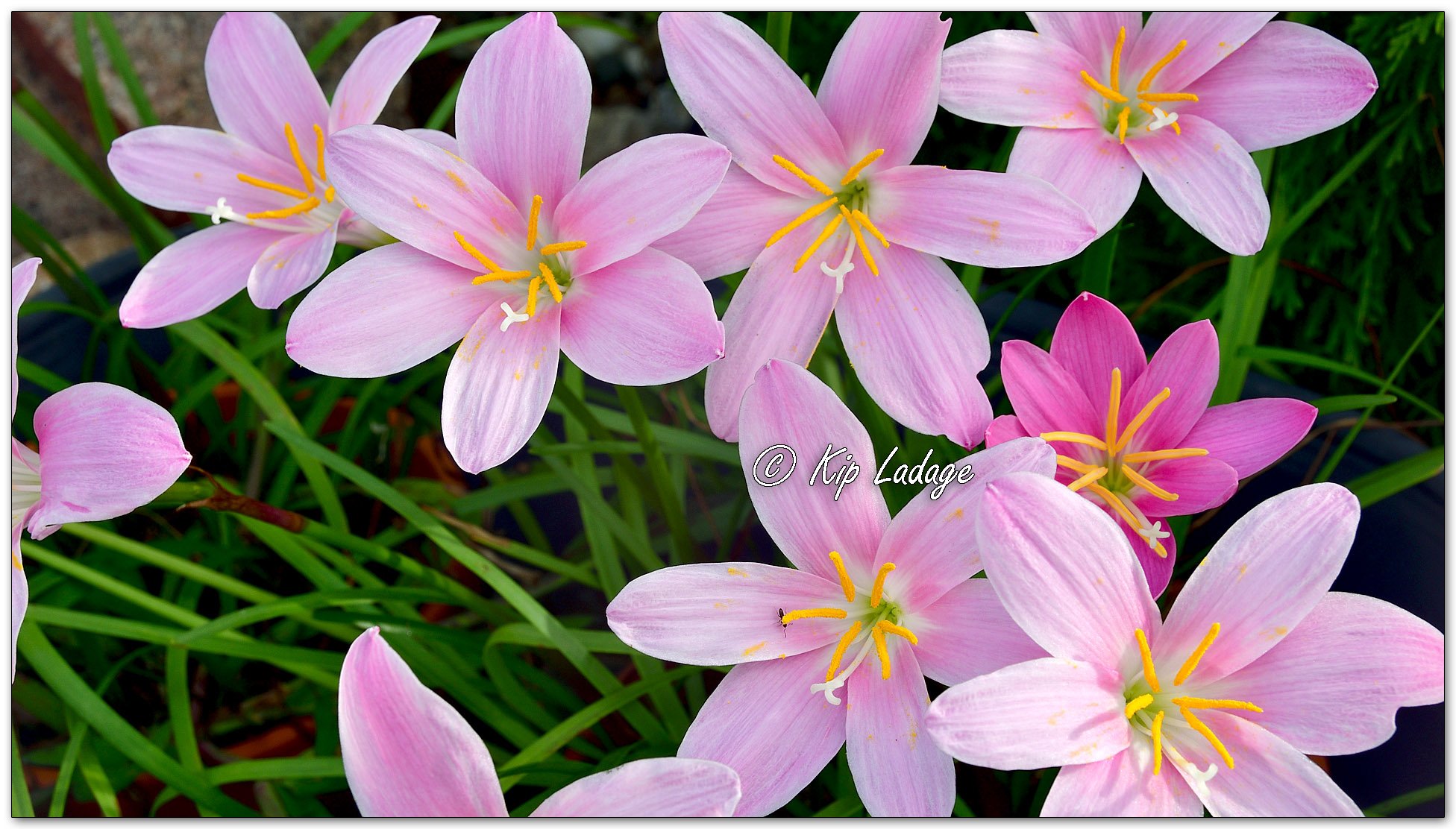 Pink Rain Lilies - Image 1127523