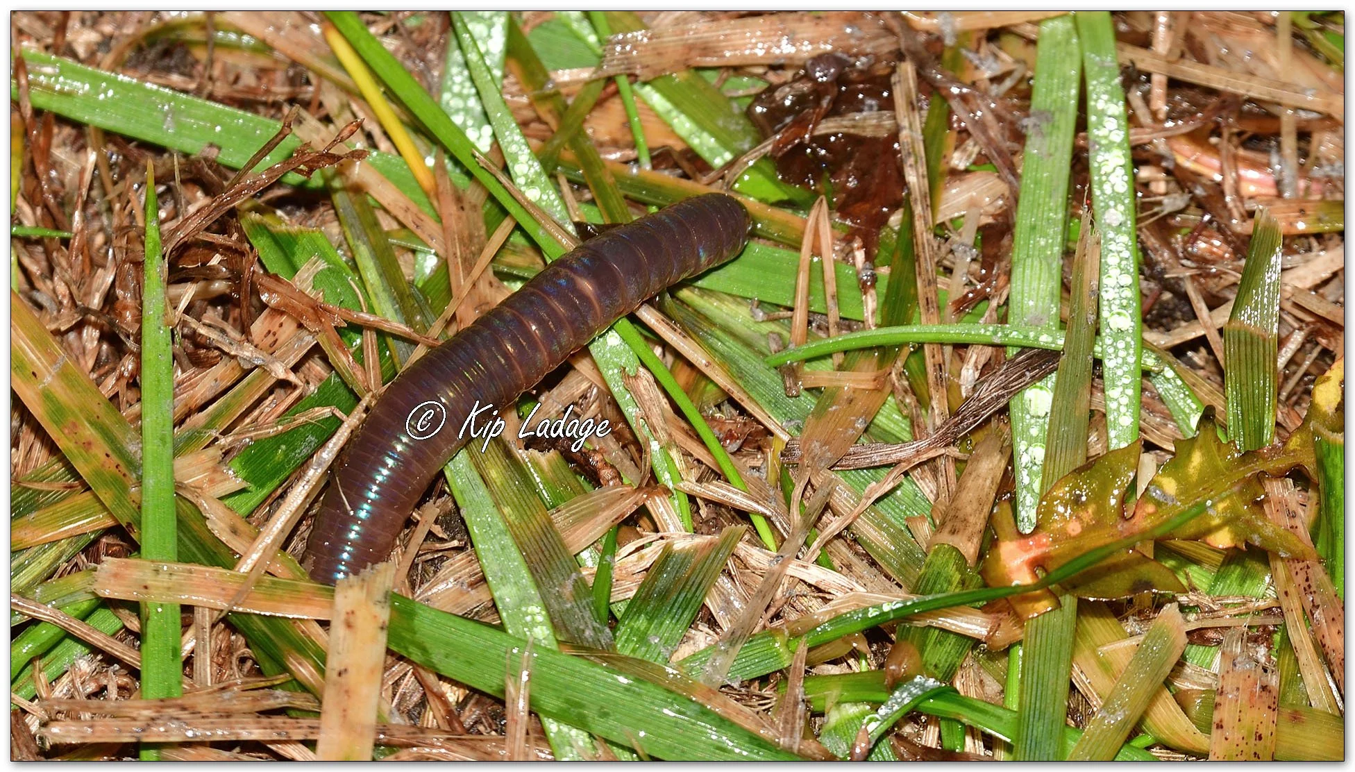 Nightcrawler Before Blizzard - Image 1053107