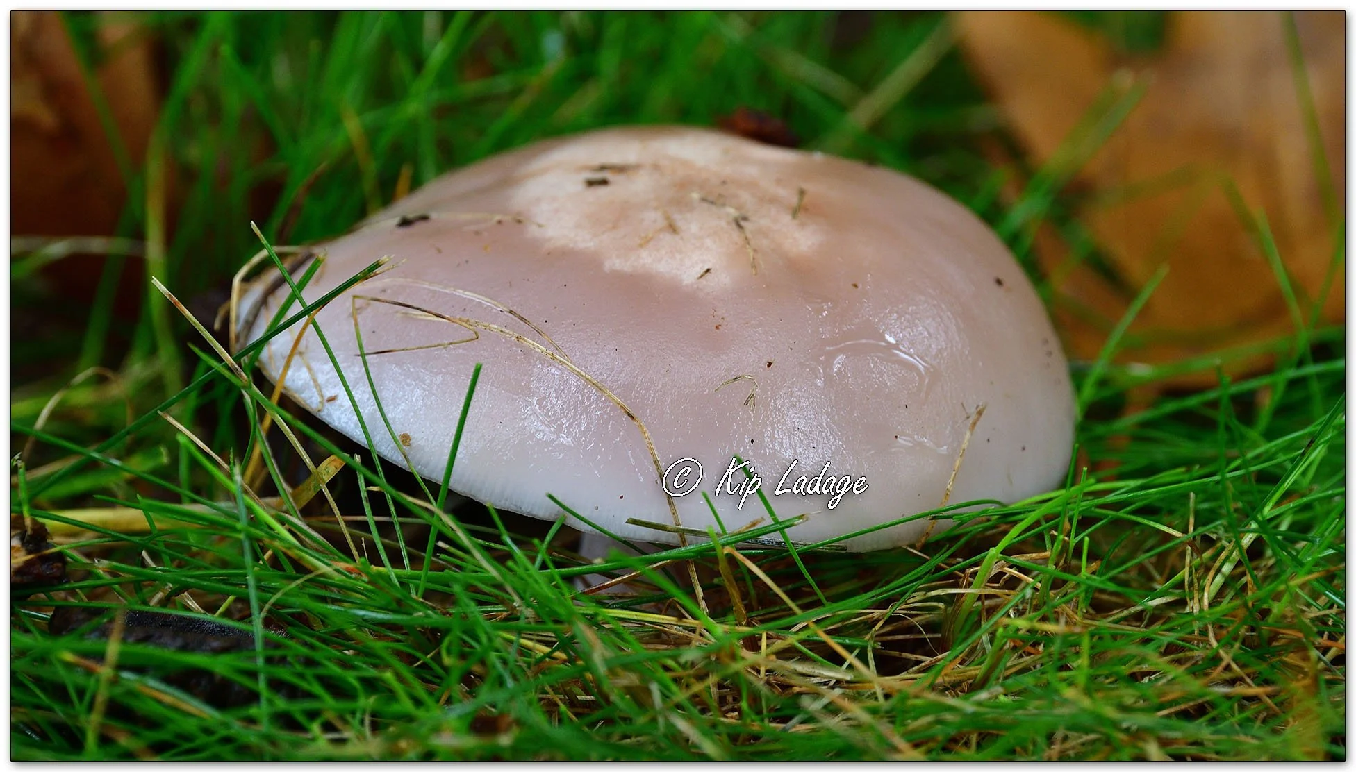 Blewit - Image 1157357