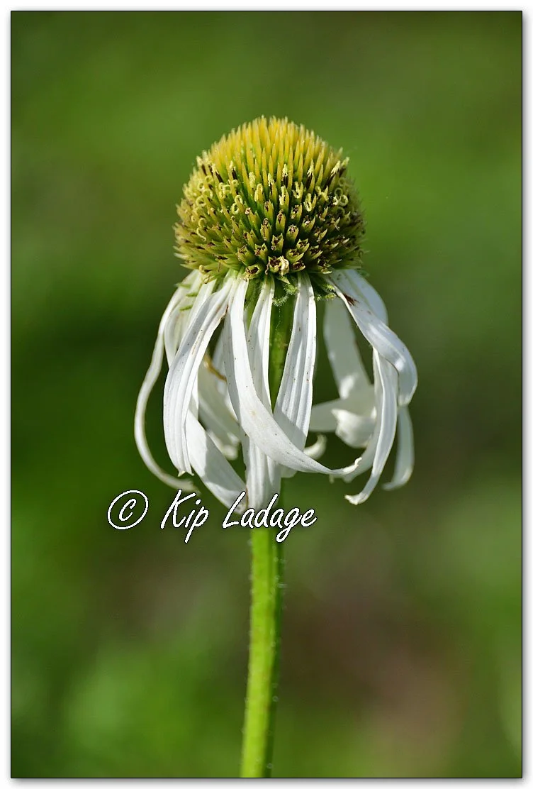 Purple Coneflower - Image 1110199