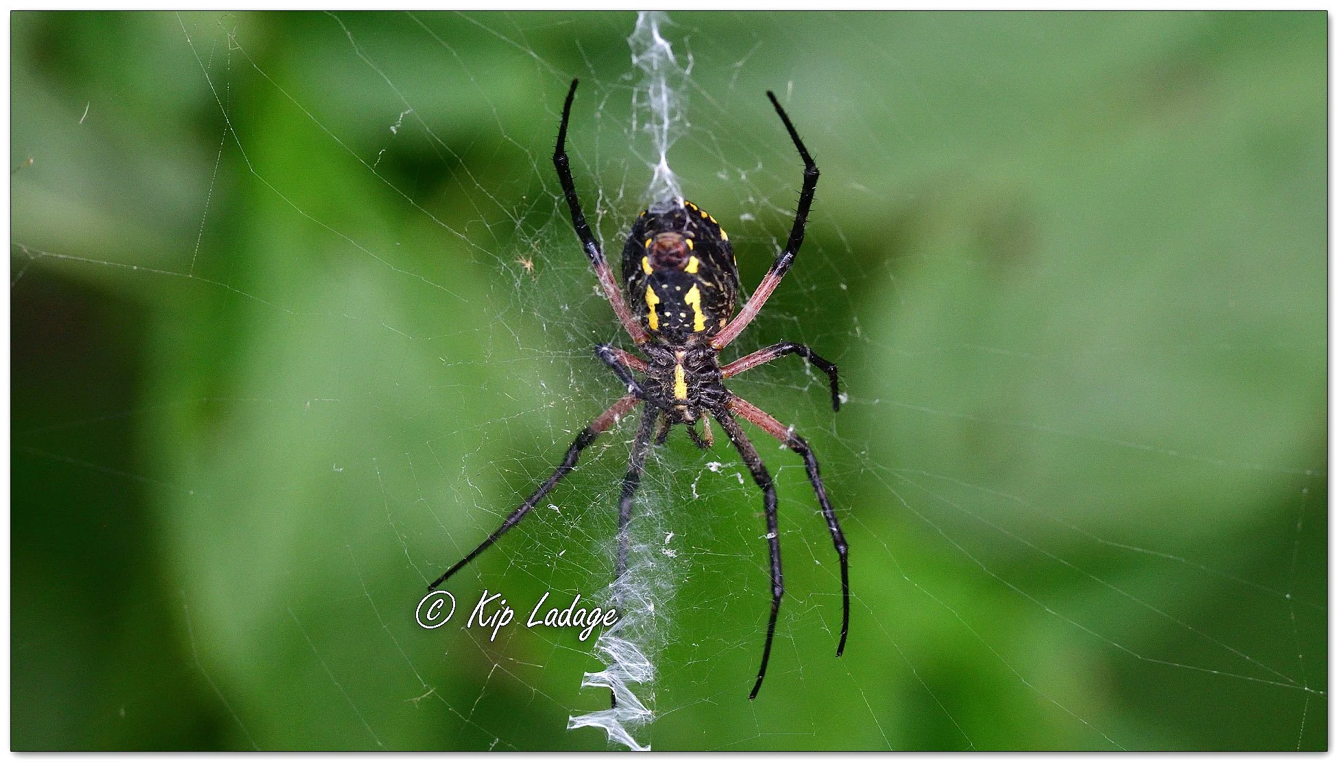 Yellow Garden Spider - Image 1143701