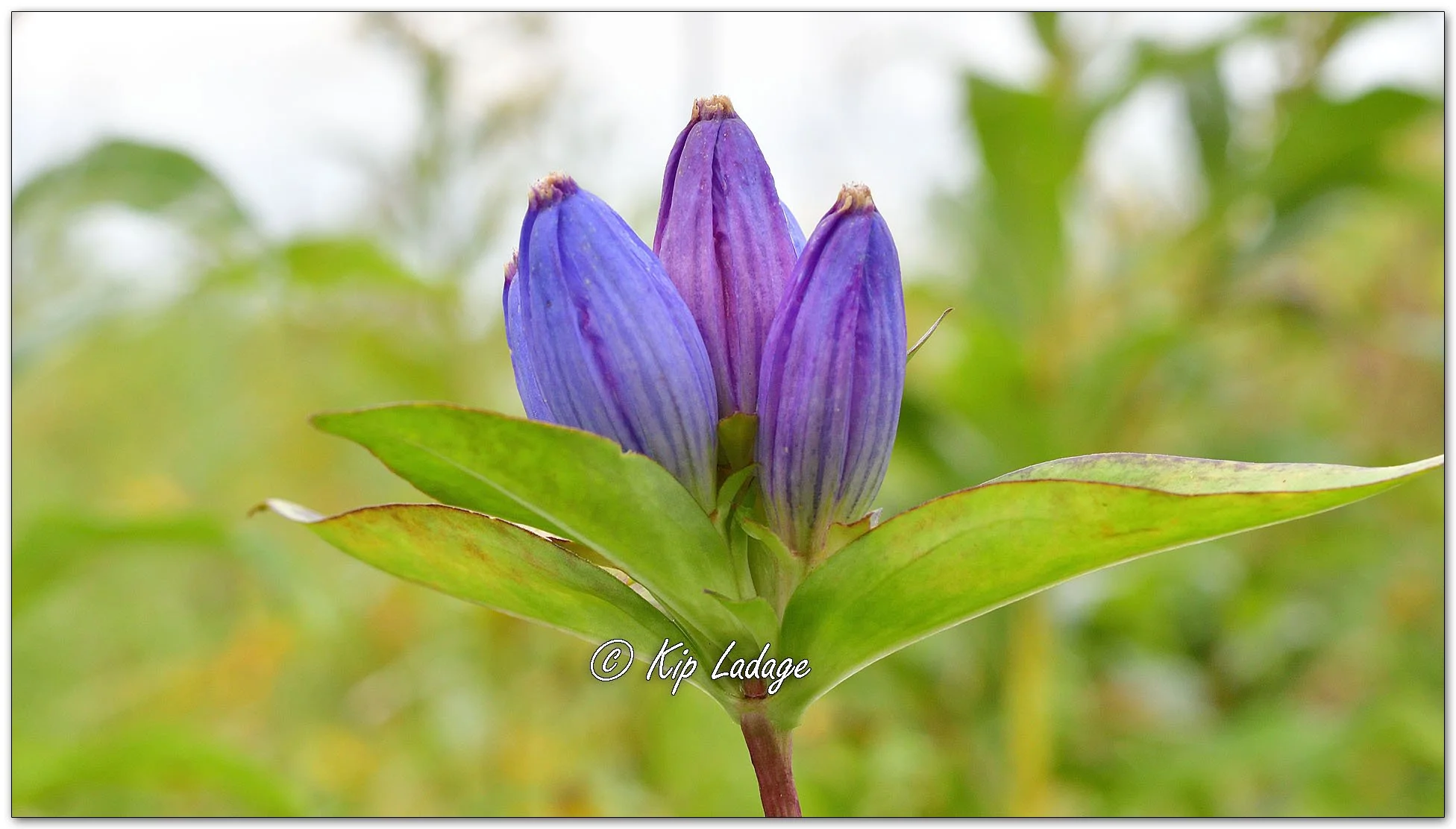 Bottle (Closed) Gentian - Image 1141191