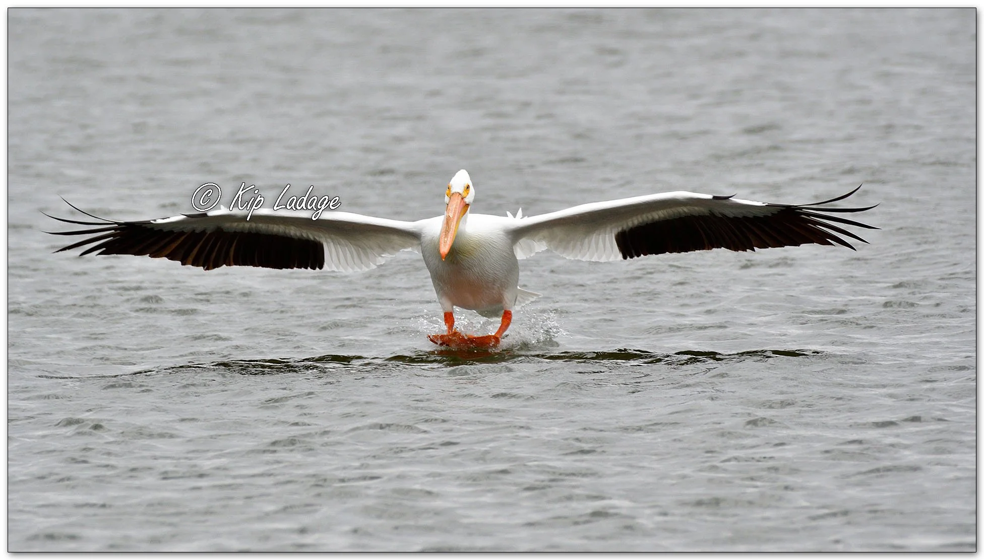 American White Pelican - Image 1076883