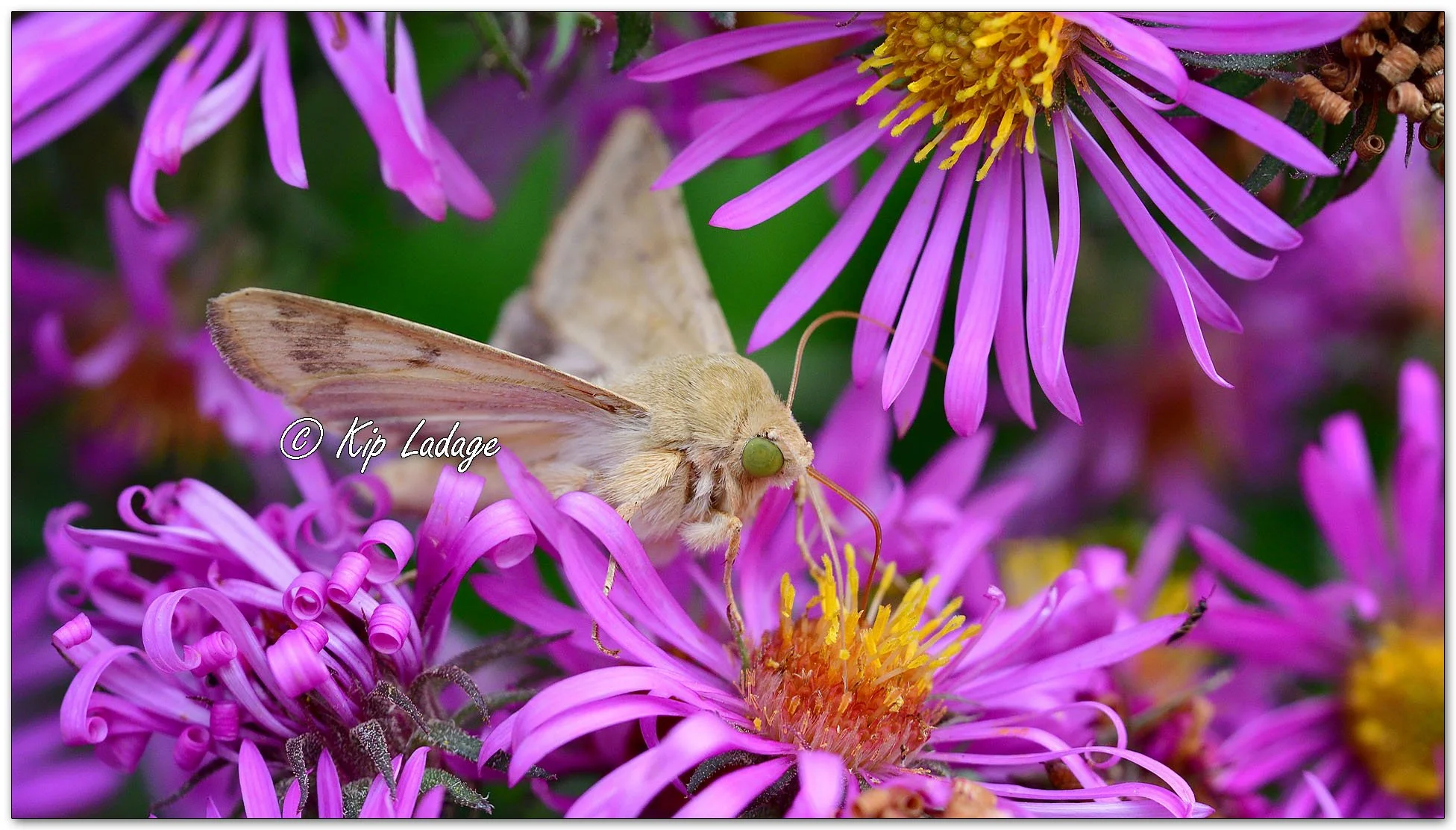 Corn Earworm Moth - Image 1154747