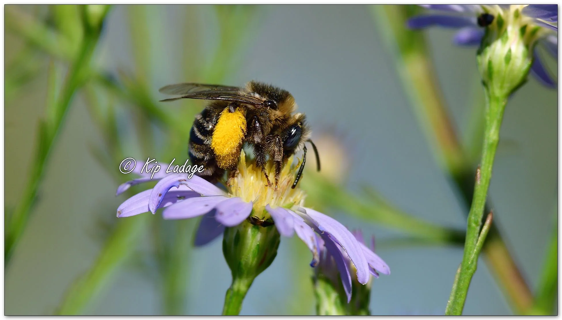 Sunflower Bee on New England Aster - Image 1144761