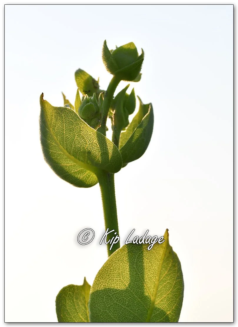 Wholeleaf Rosinweed - Image 1123656