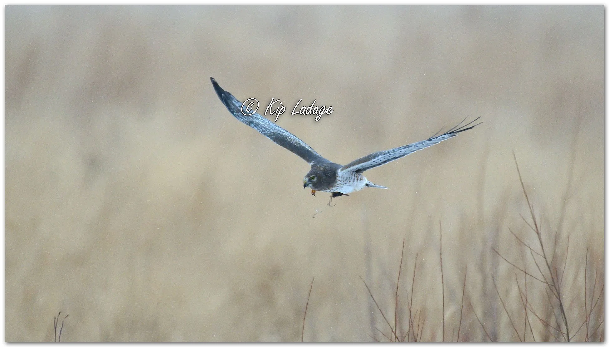 Northern Harrier in Flight - Image 1061056