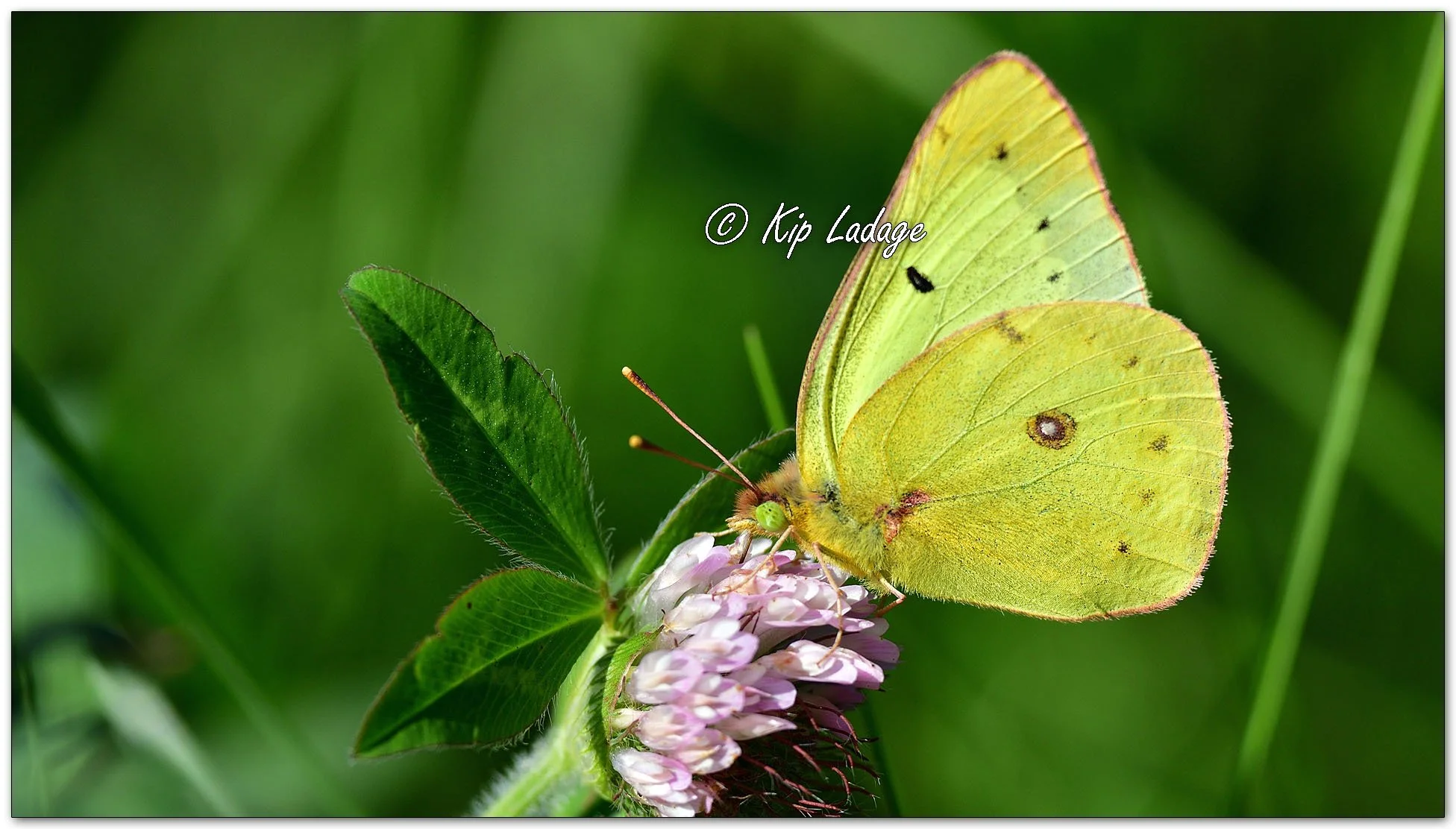 Clouded Sulphur Butterfly - Image 1158776