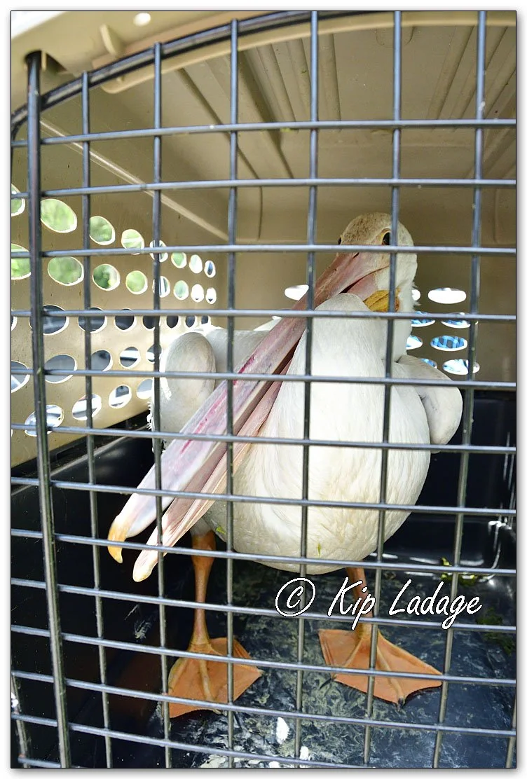 Injured American White Pelican - Image 1137581