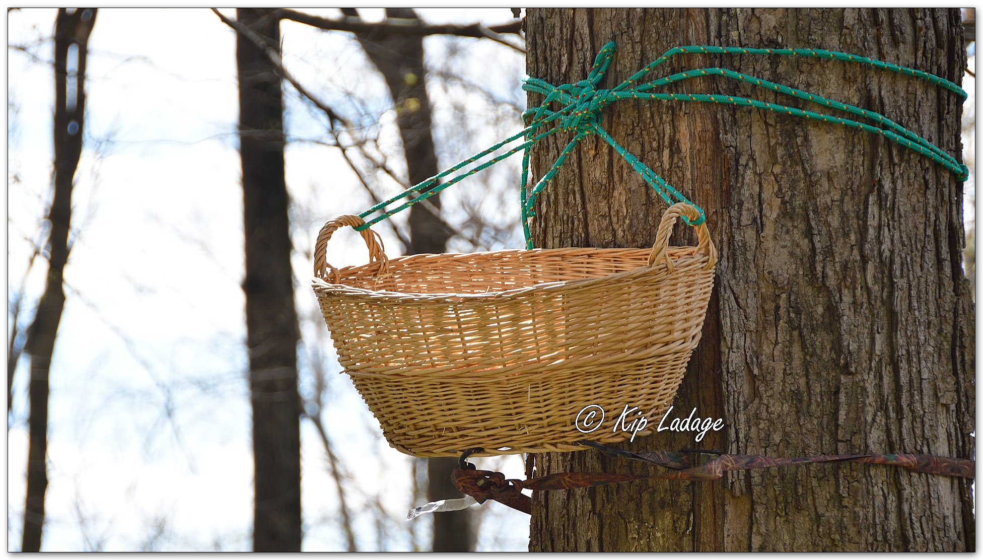 Artificial Barred Owl Nest - Image 1090803