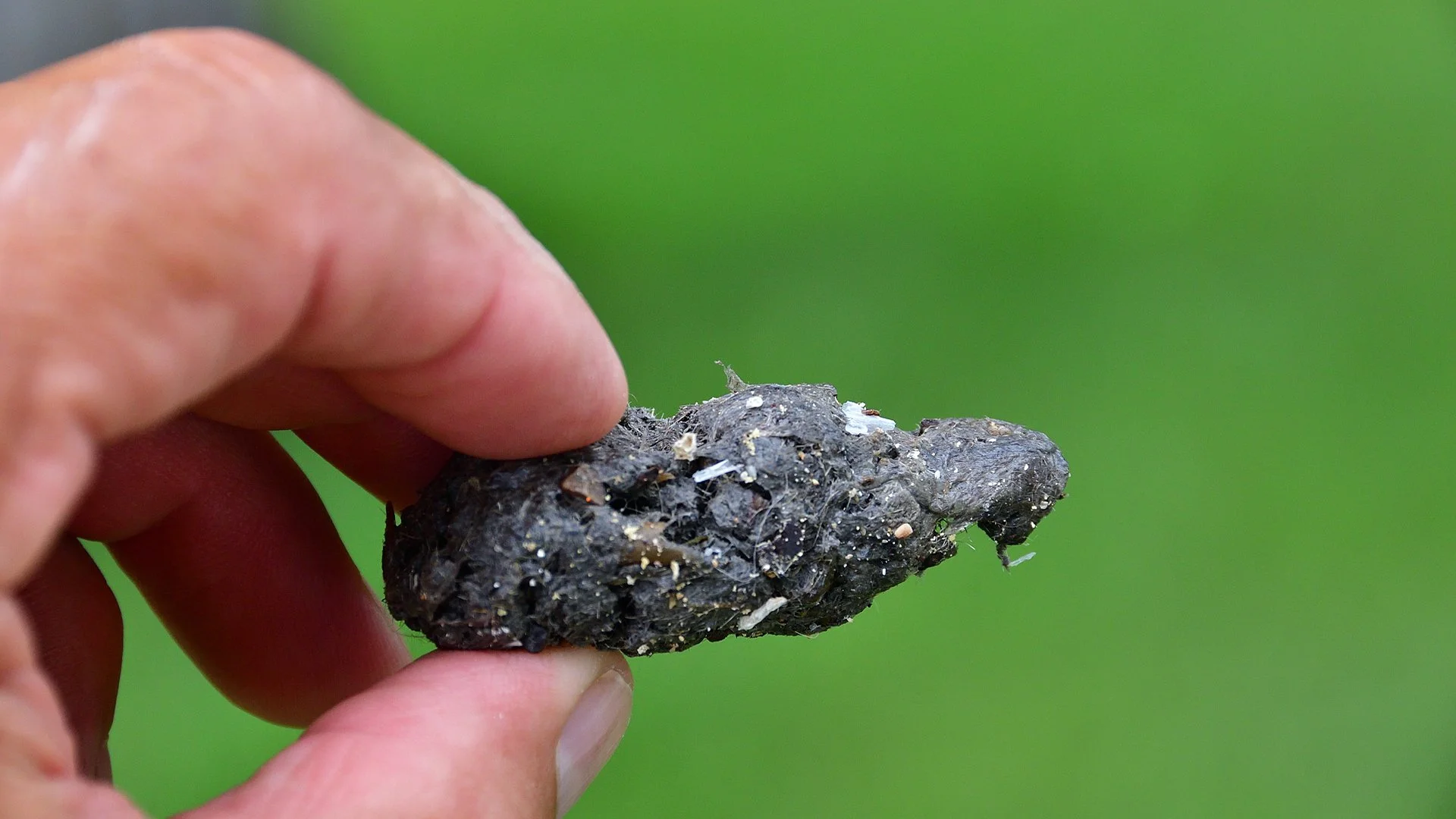 Great Horned Owl Pellet - Image 1131619