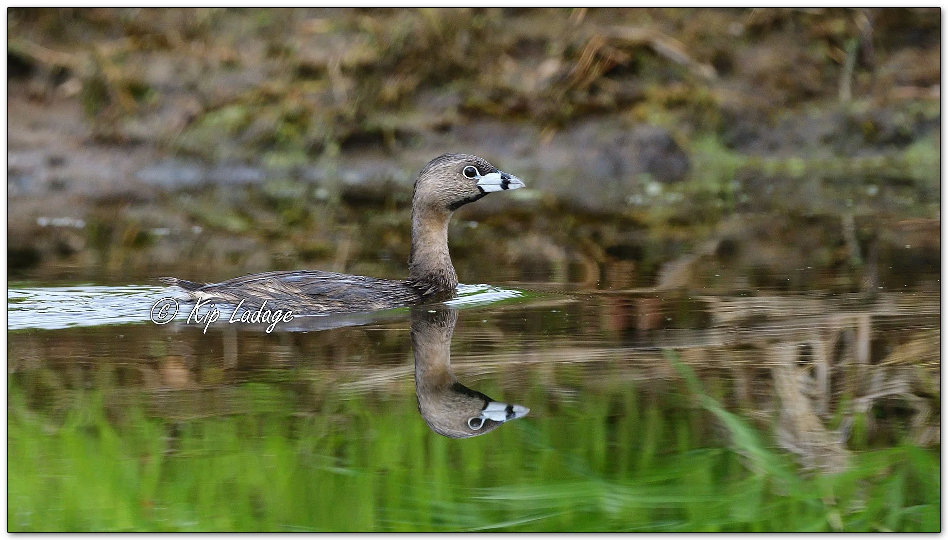 Pied-billed Grebe - Image 1093750