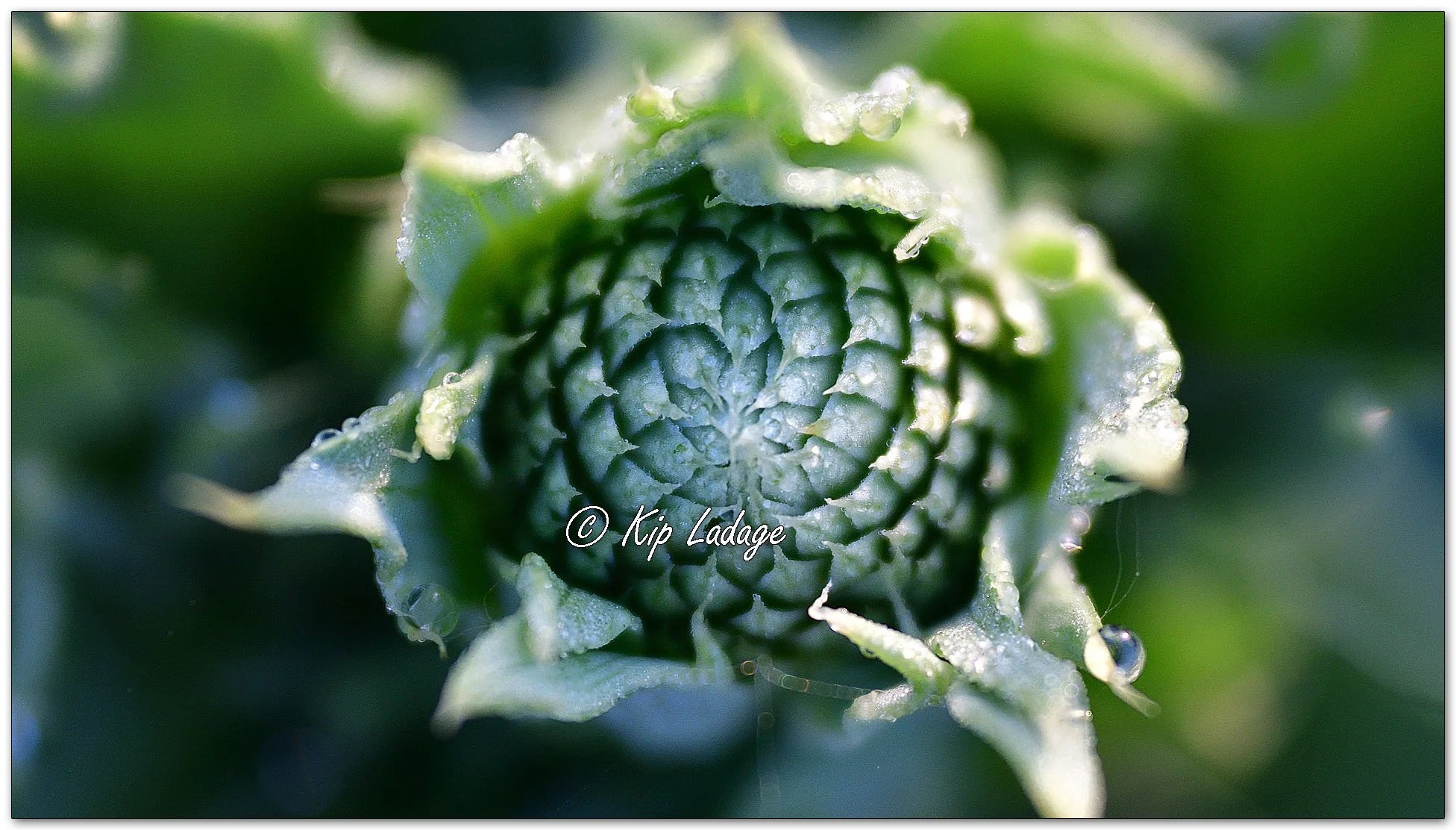Rattlesnake Master - Image 1111587