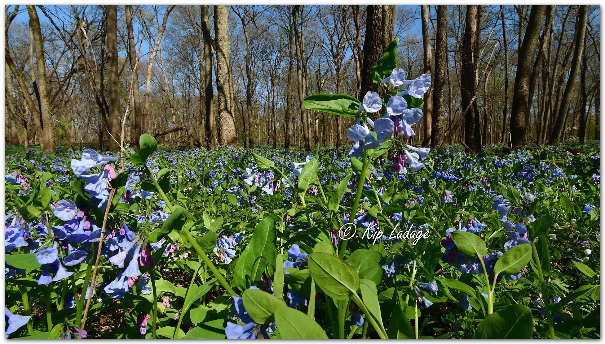 Virginia Bluebells - Image 1090894