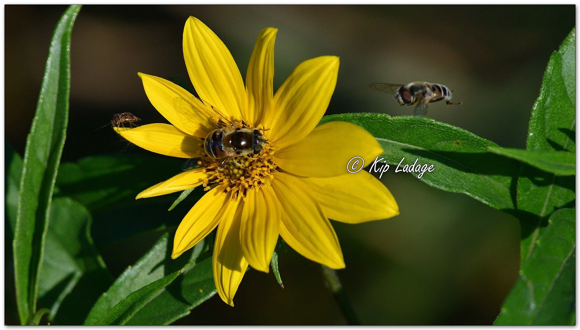 Yellow-shouldered Drone Fly on Sawtooth Sunflower - Image 1167432