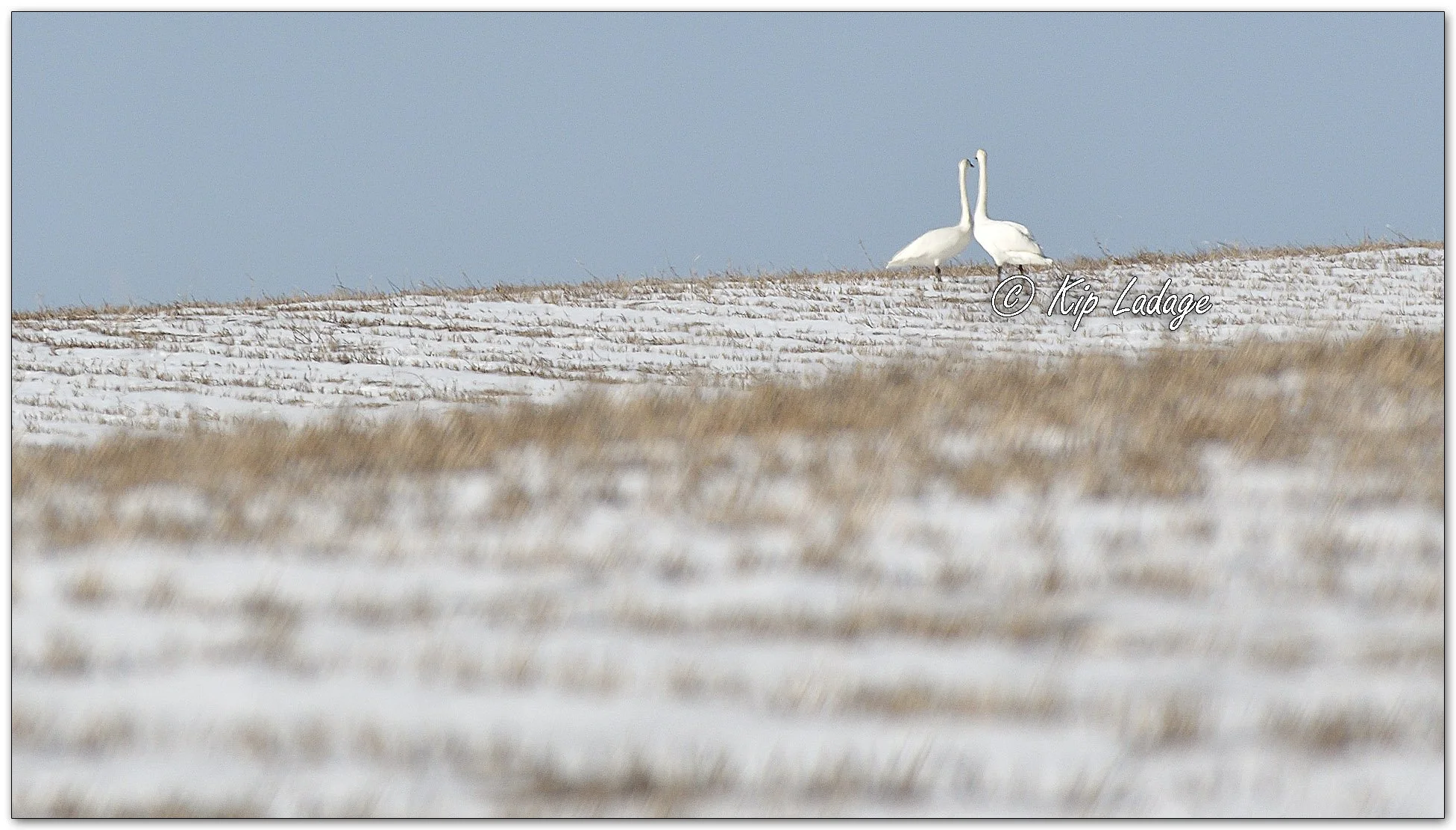 Trumpeter Swans in Snowy Field - Image 1062364