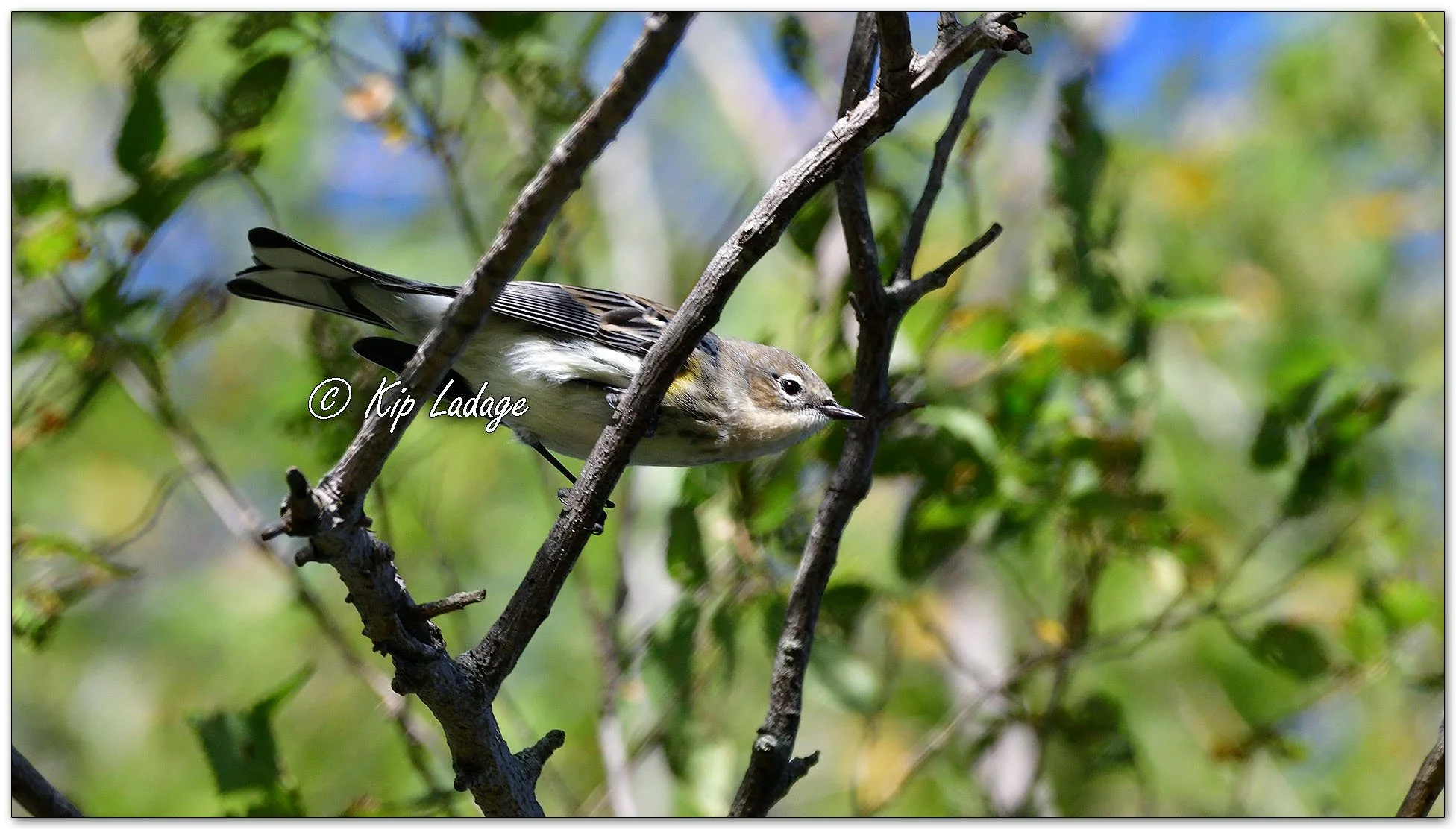 Yellow-rumped Warbler - Image 1161059