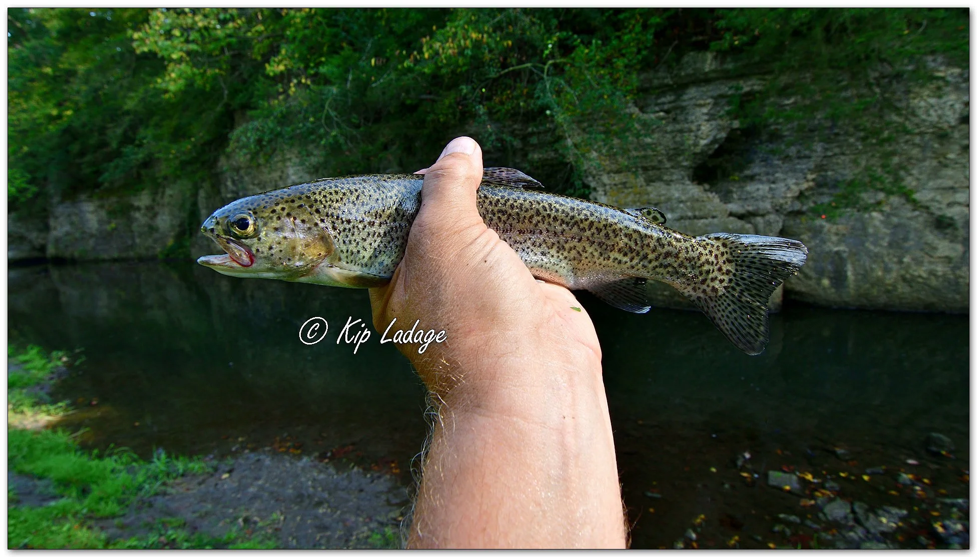 Rainbow Trout - Image 1141846