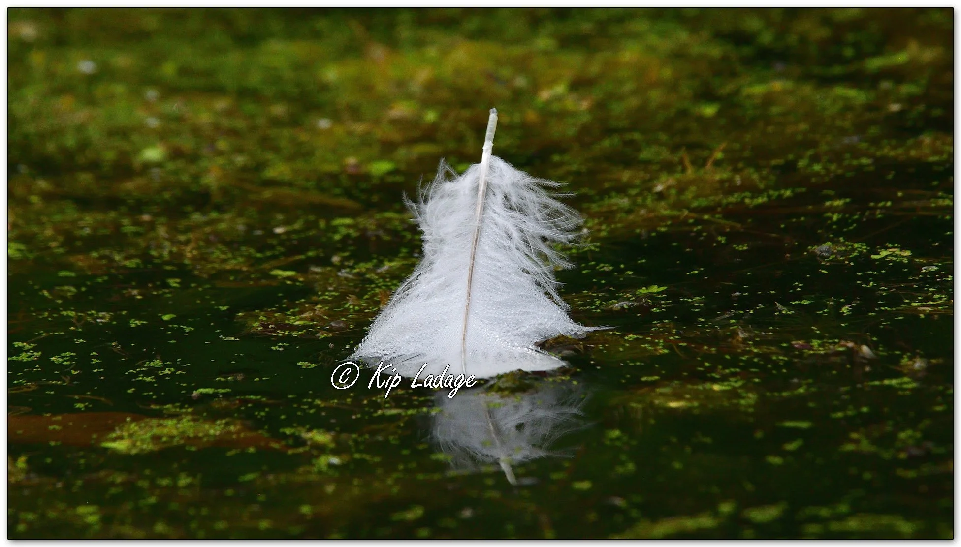 Feather on Water - Image 1128914