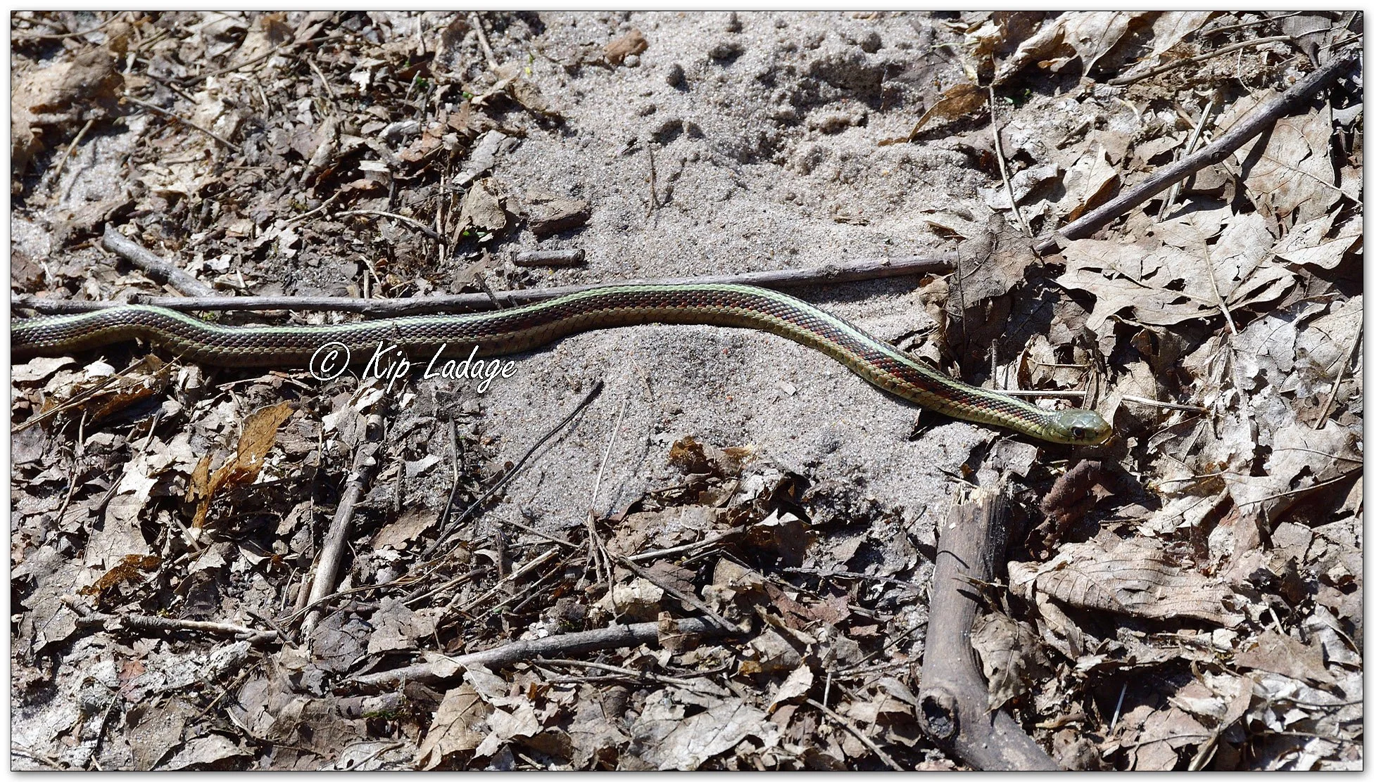 Garter Snake - Image 1090936