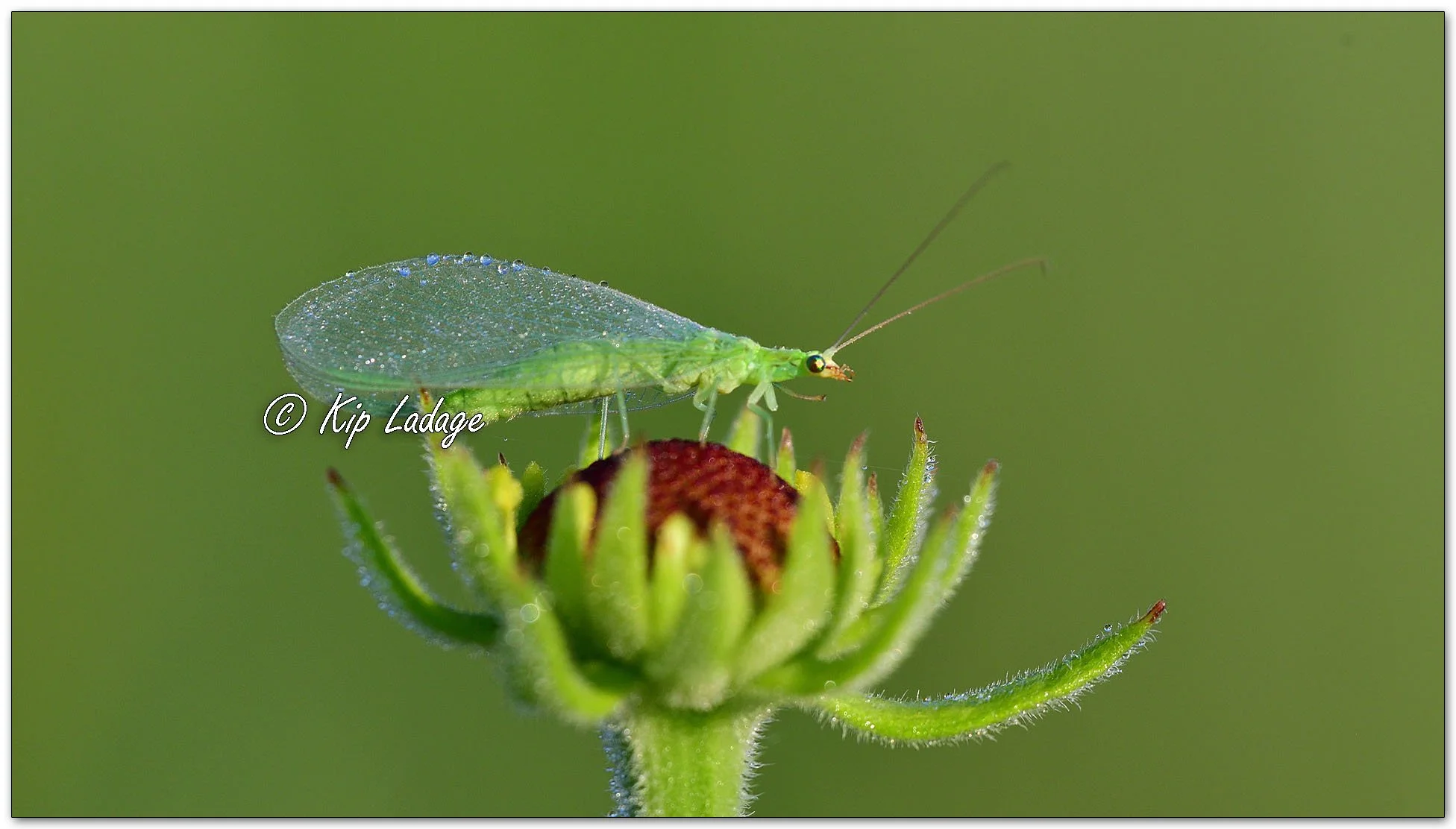 Dew on Red-lipped Green Lacewing - Image 1120728