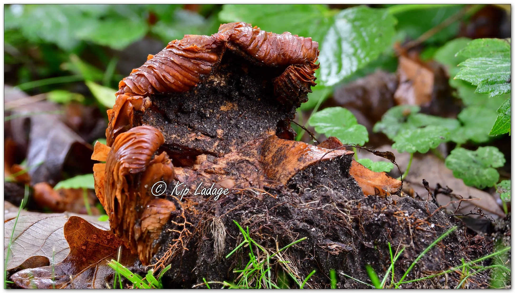 Honey Fungus - Image 1157793