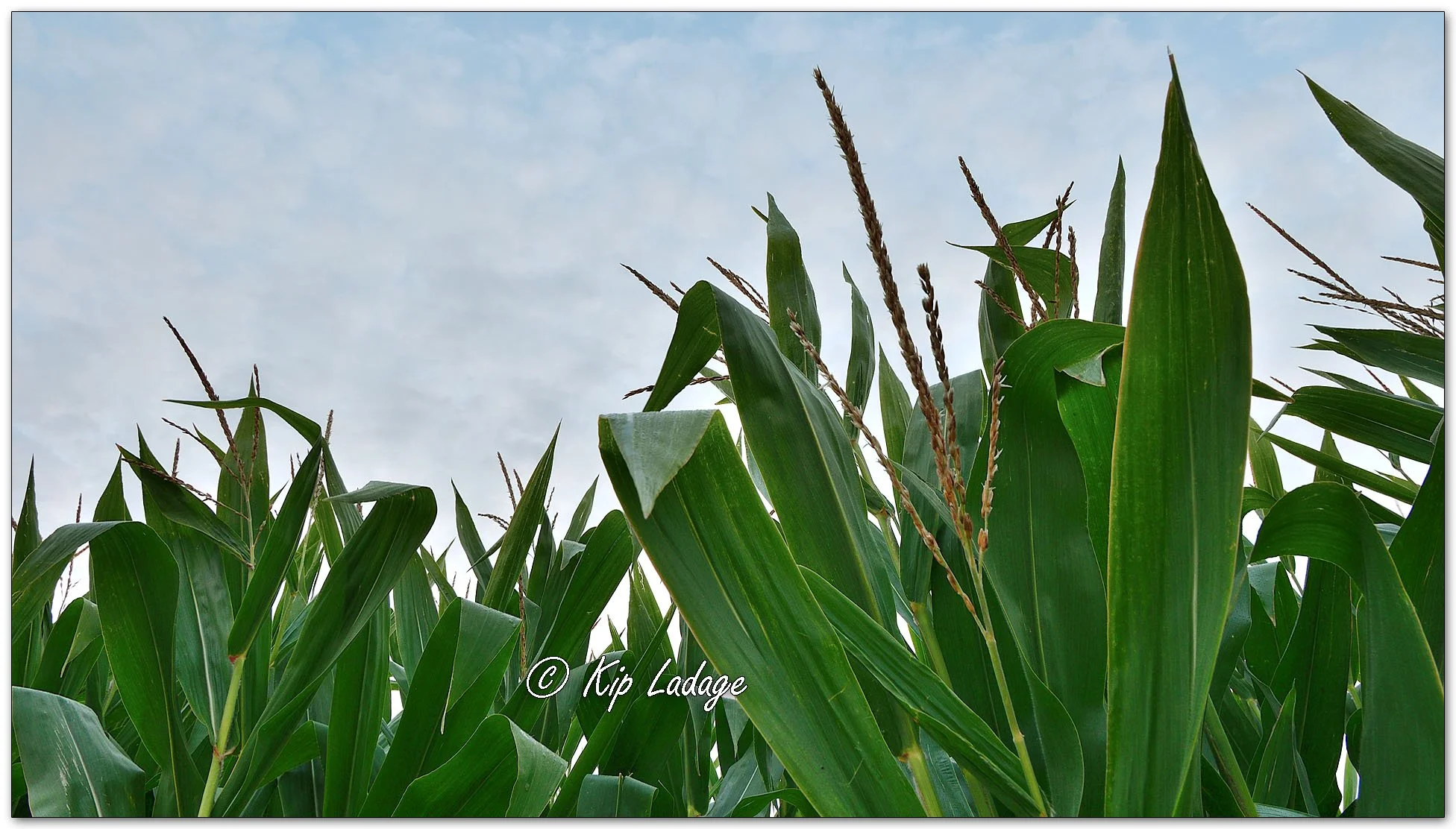 Seed Corn - Image 1139234