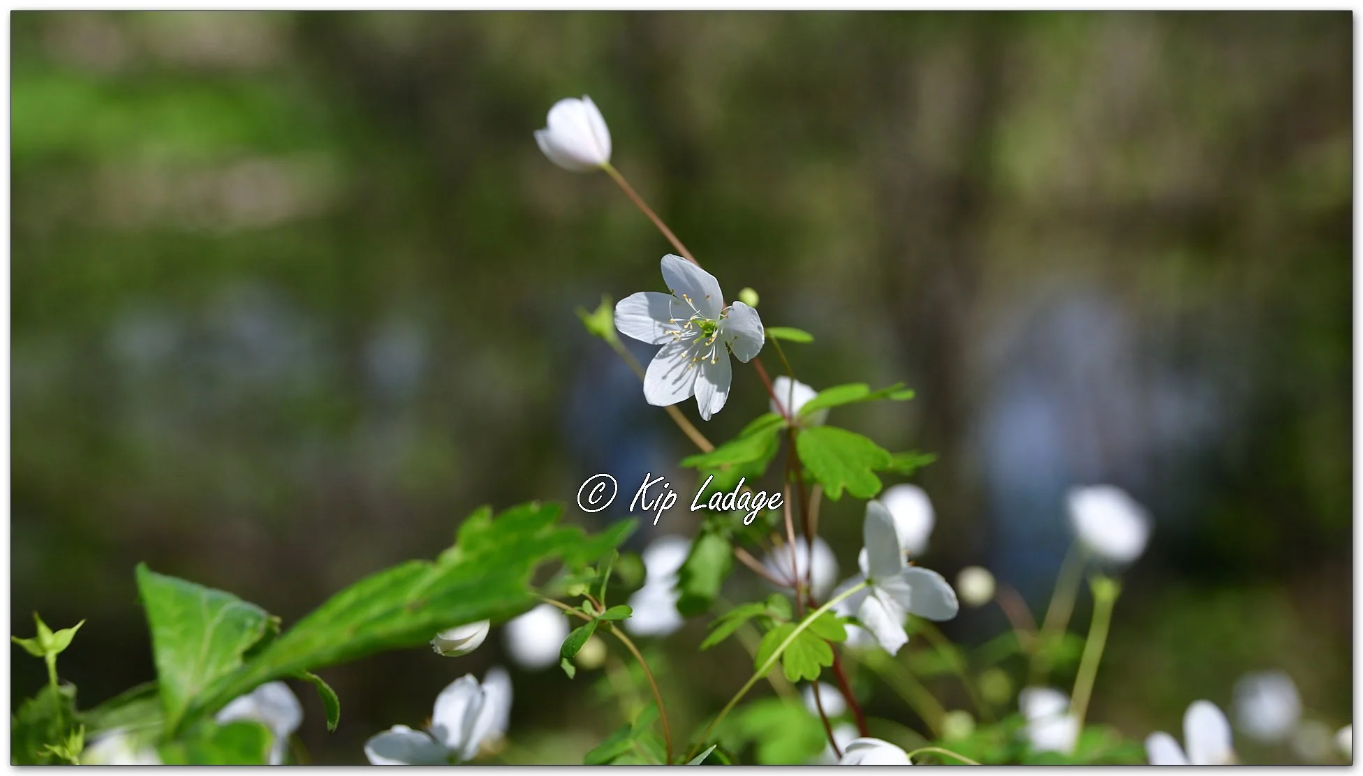 False Rue Anemone - Image 1094226