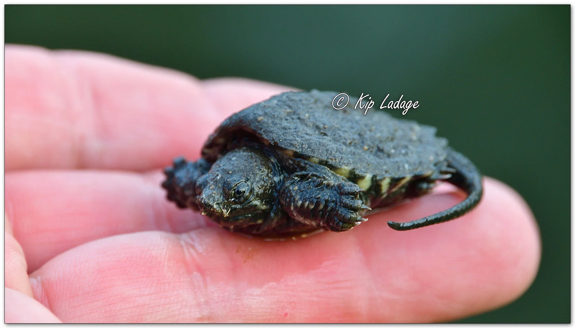 Snapping Turtle Hatchling - Image 1144368