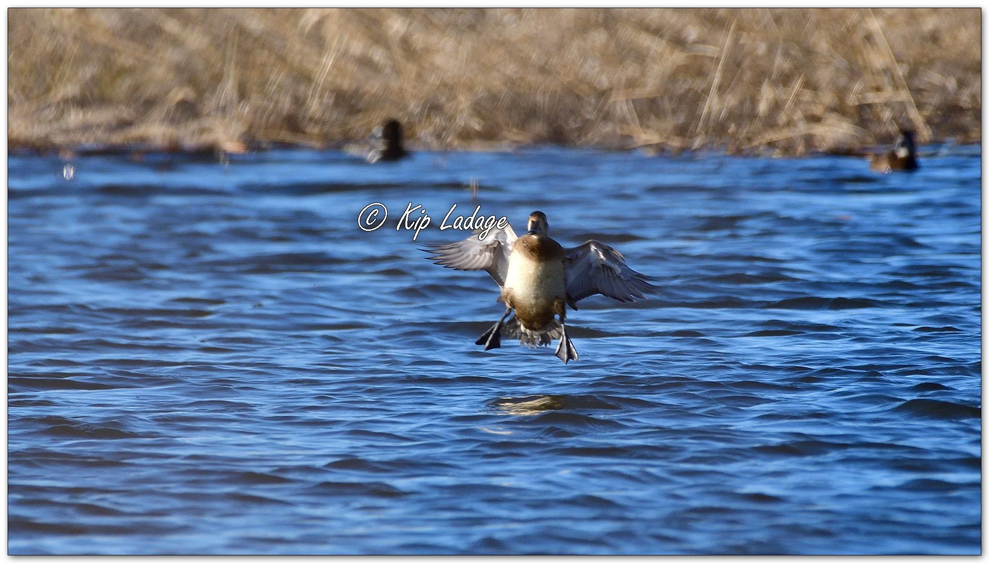 Ring-necked Ducks - Image 1071542