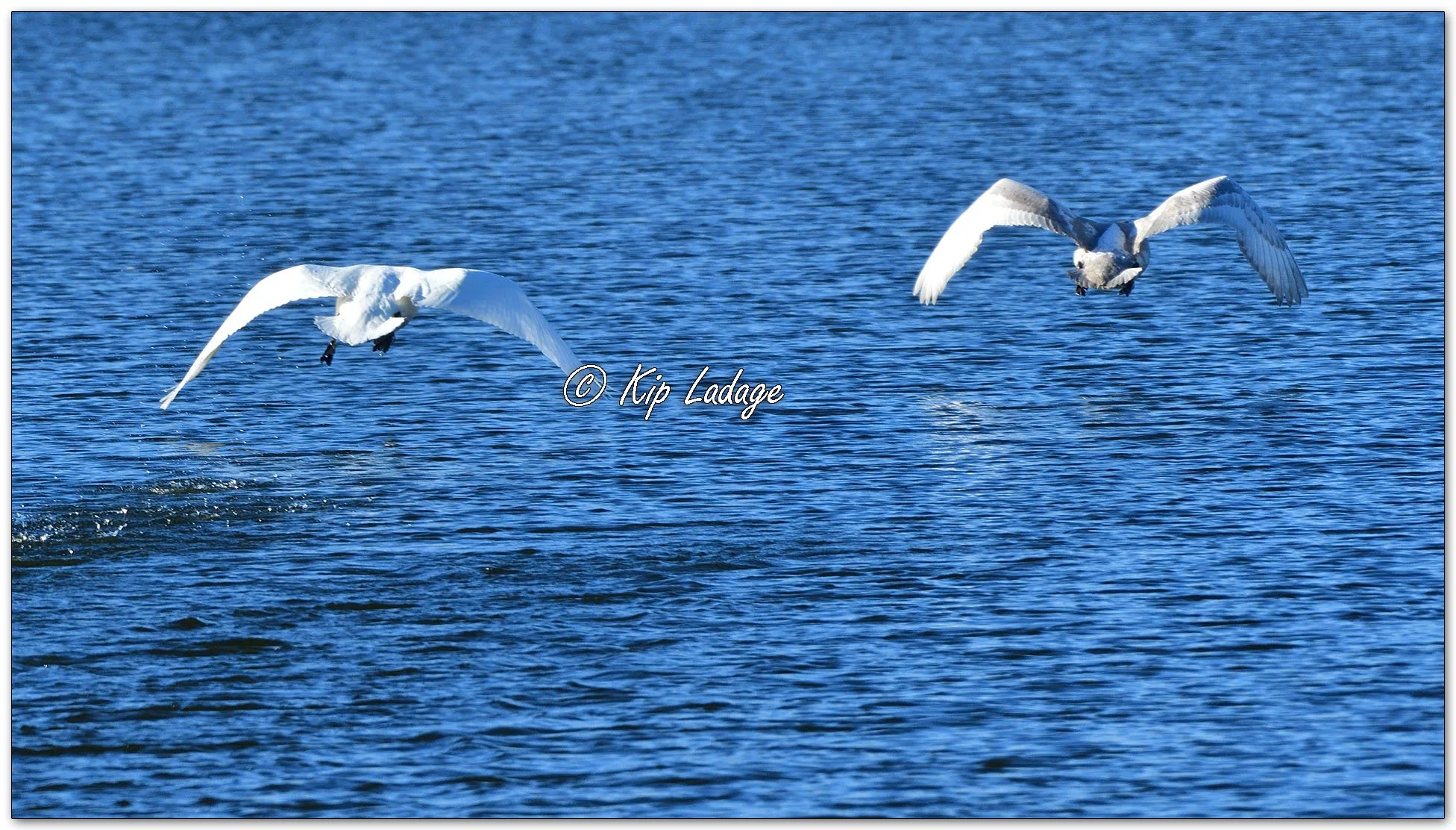 Trumpeter Swans - Image 1056711