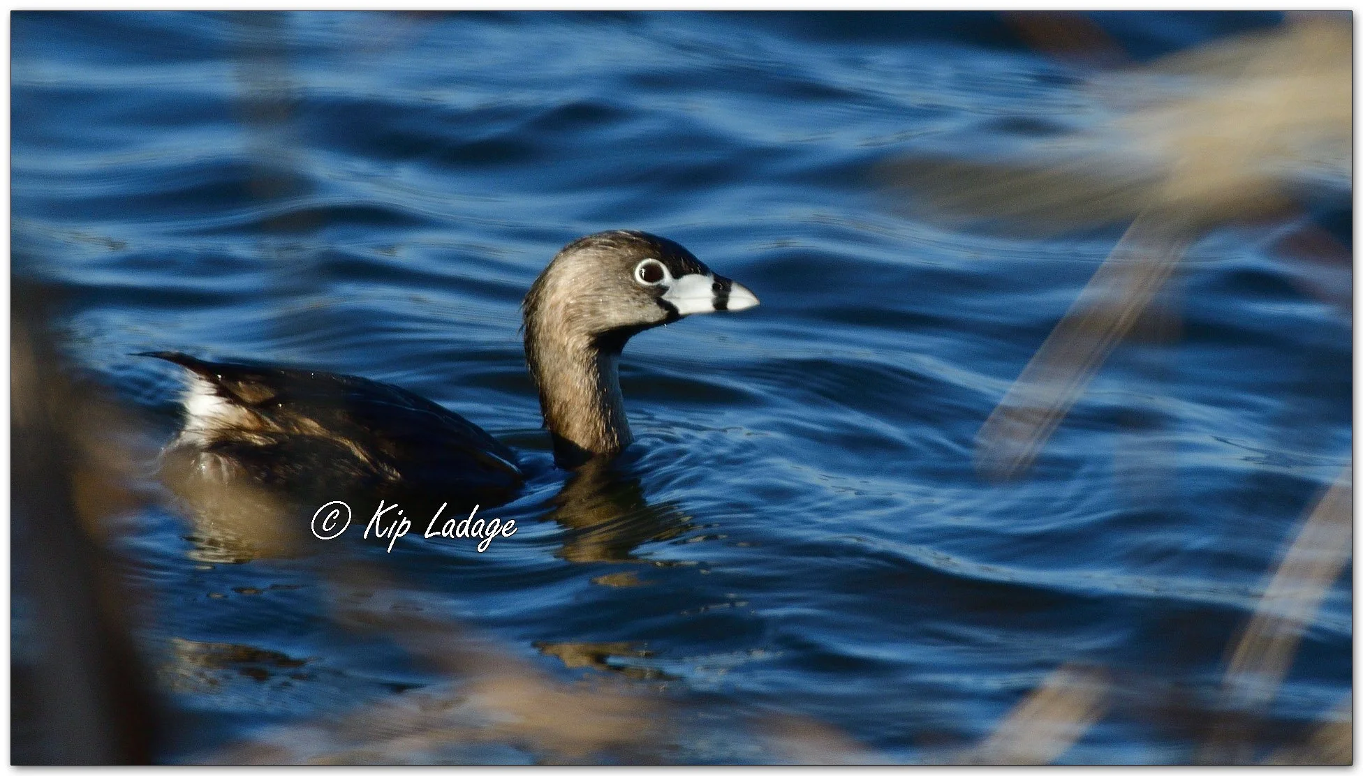 Pied-billed Grebe - Image 1083339