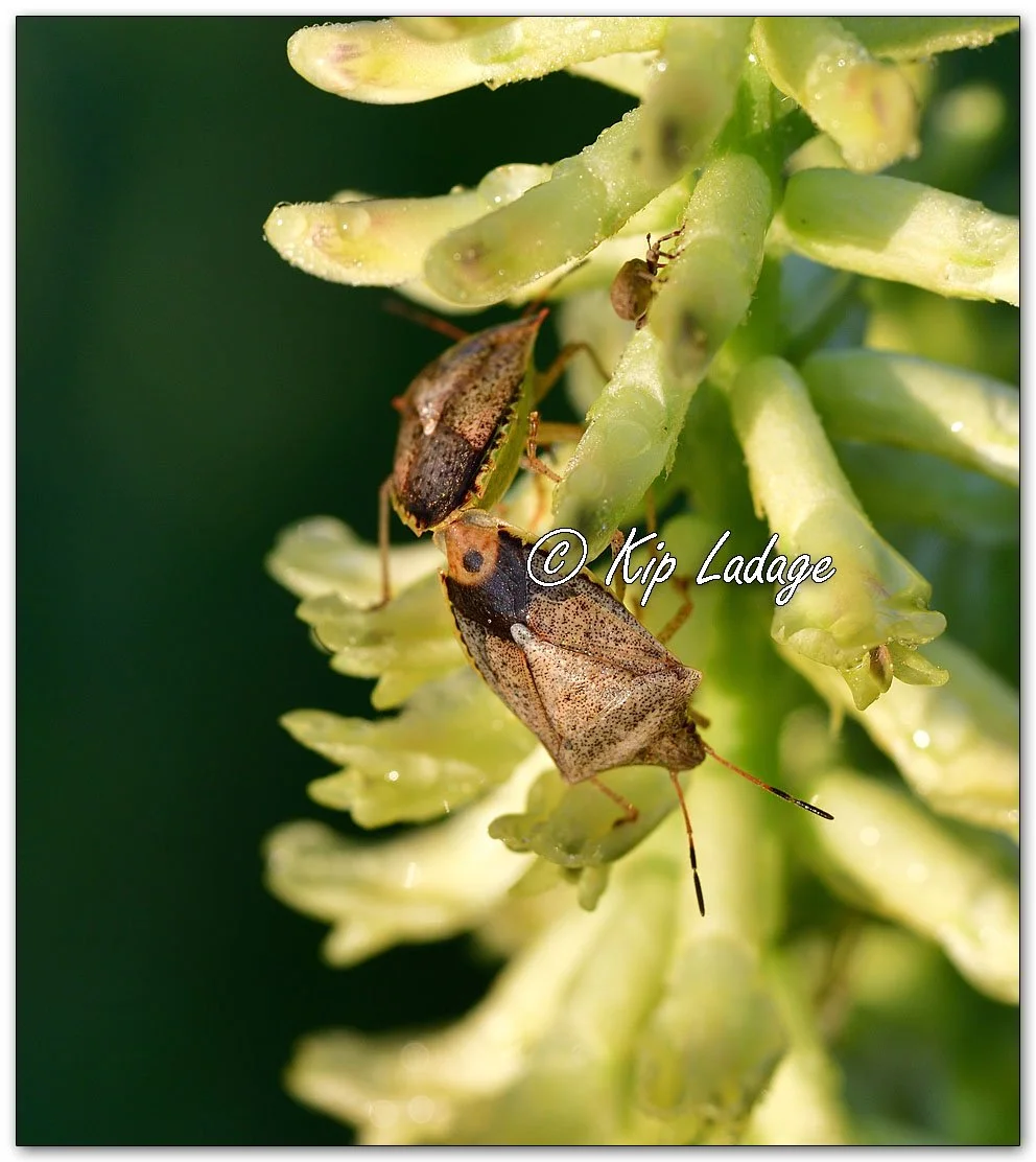 Brown Stink Bug on Canadian Milkvetch - Image 1120508